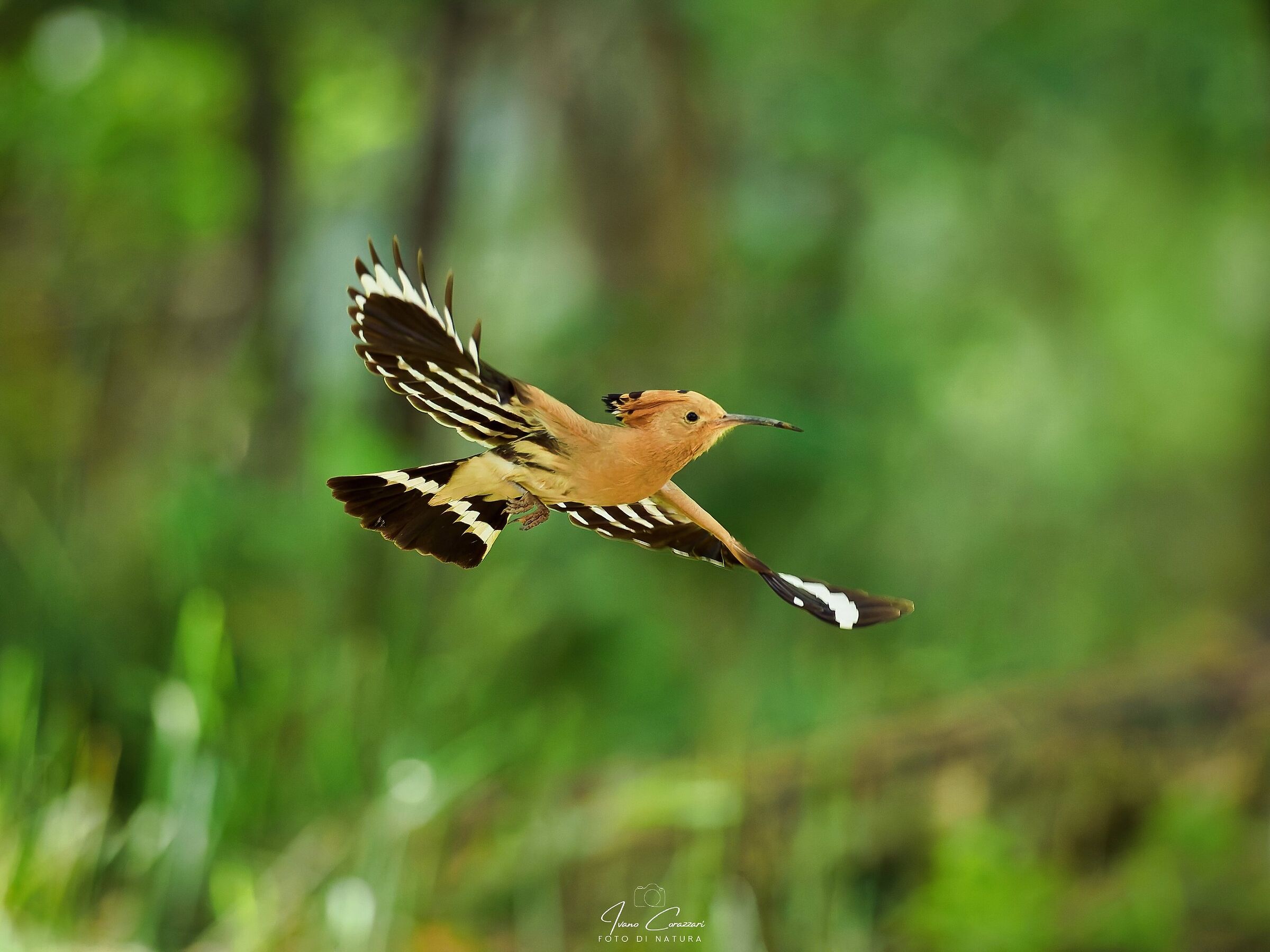 Hoopoe