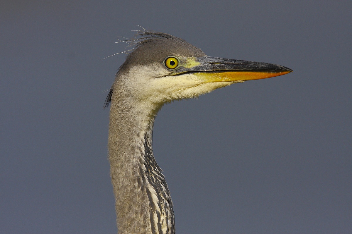Grey Heron