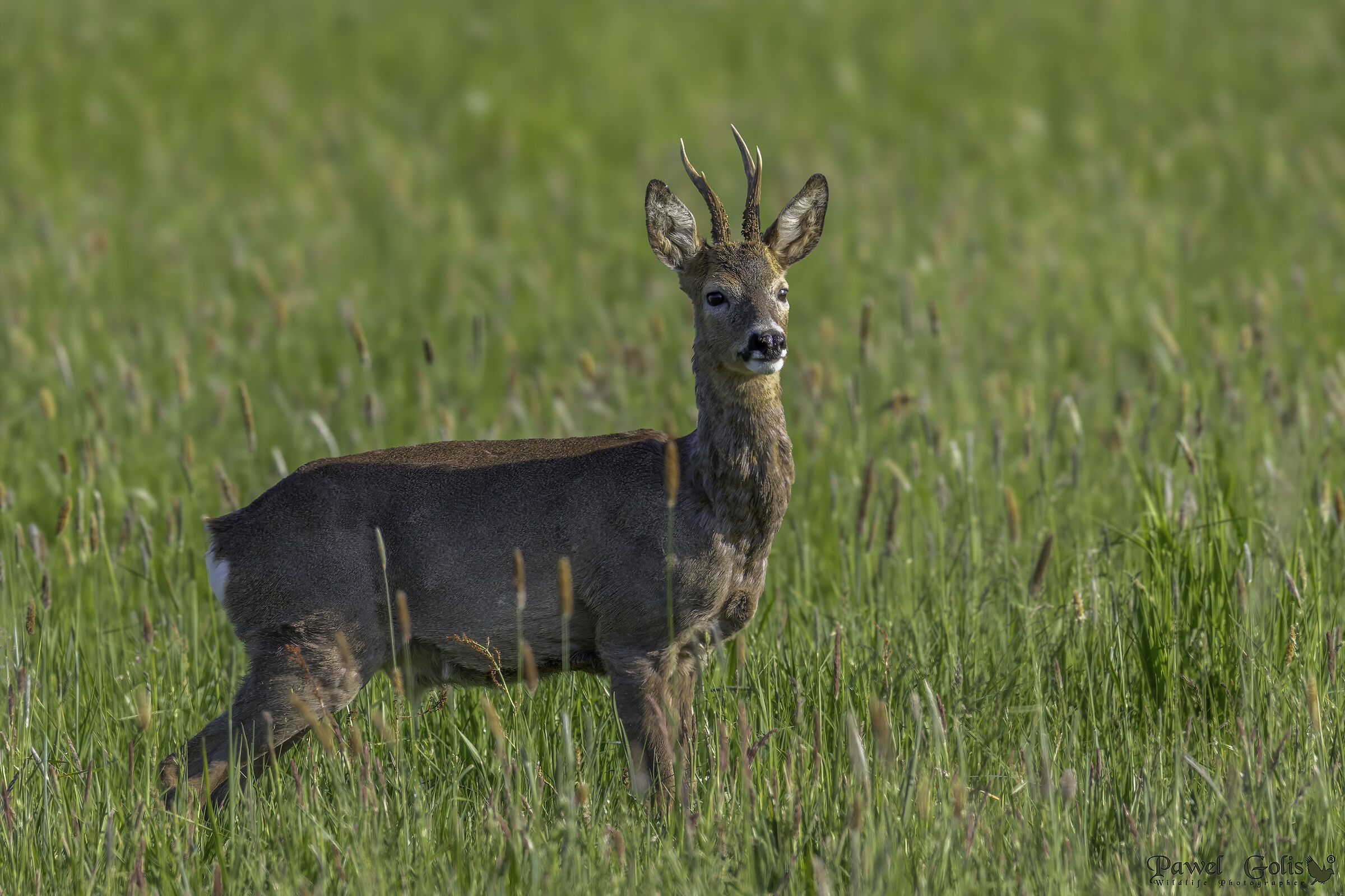 Capriolo (Capreolus capreolus)