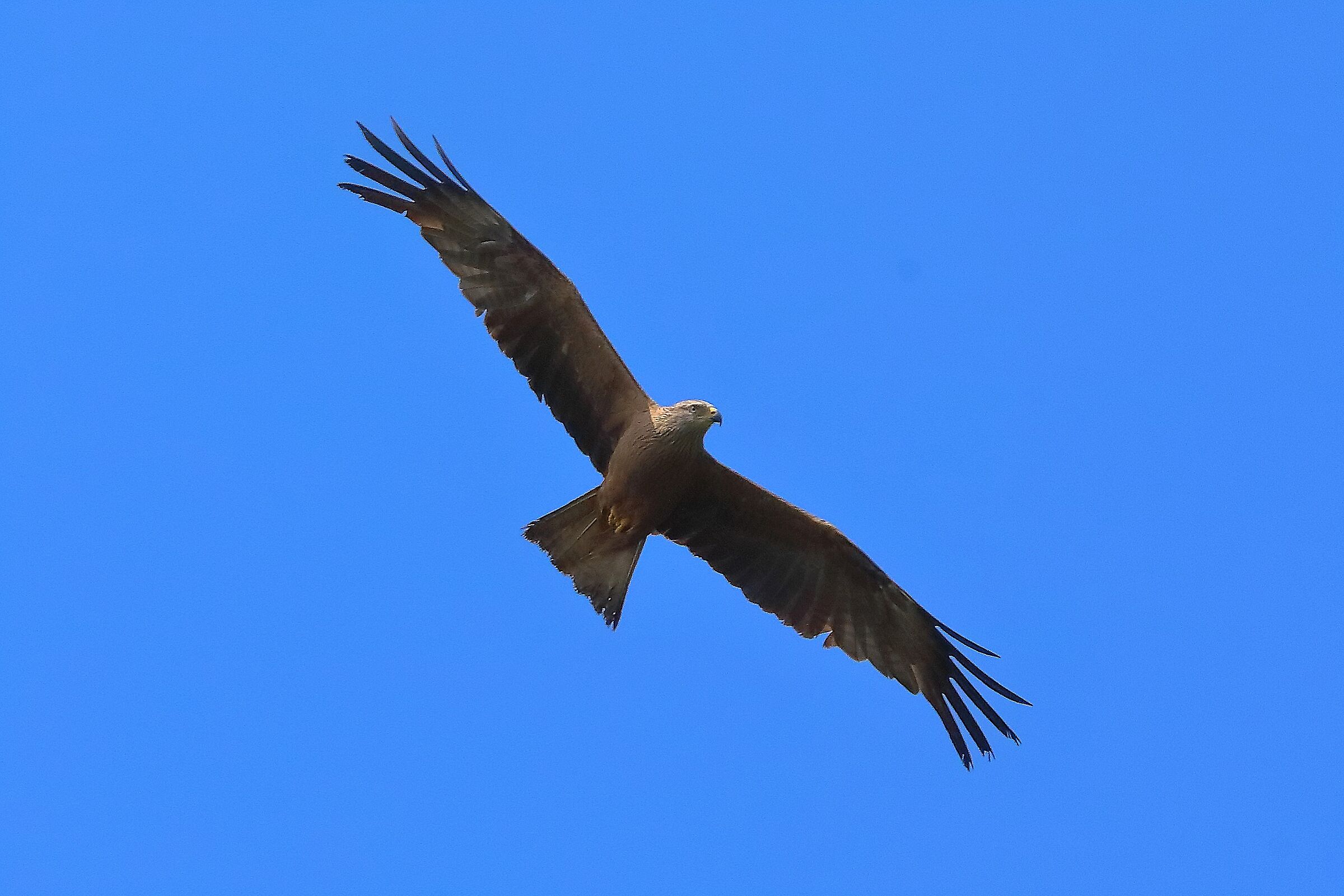 Nibbio bruno 12 luglio 2025 - 0015