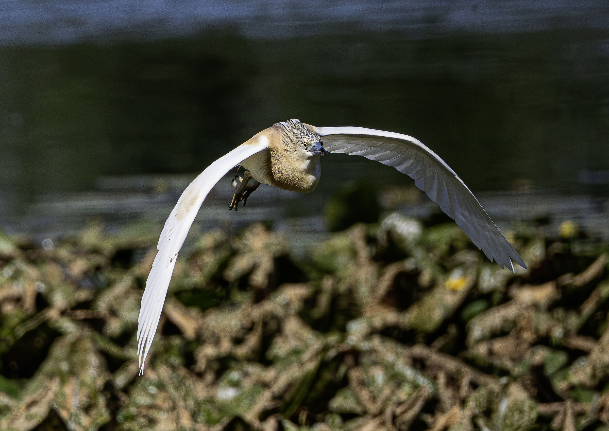 Volo della sgarza