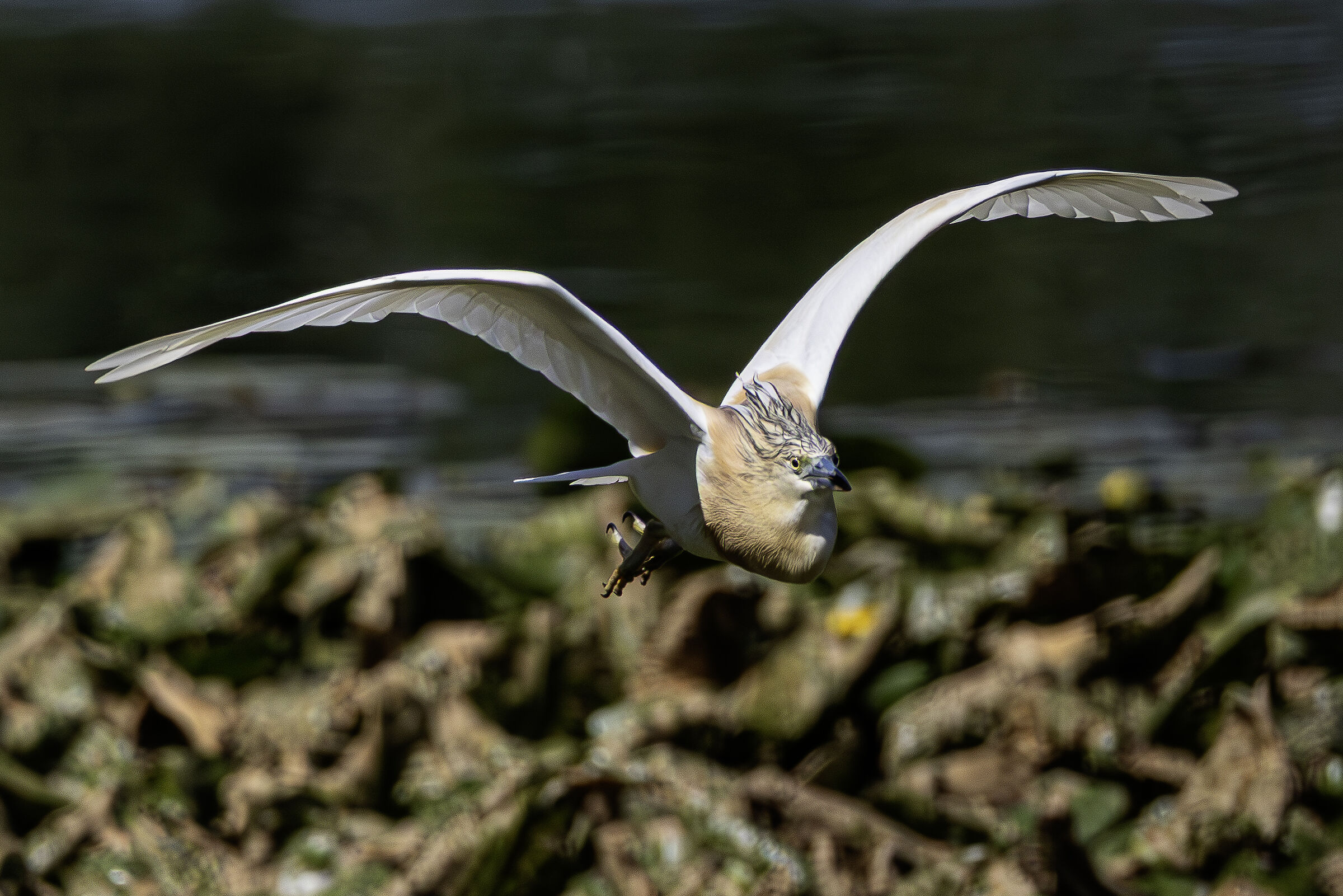 Volo della sgarza