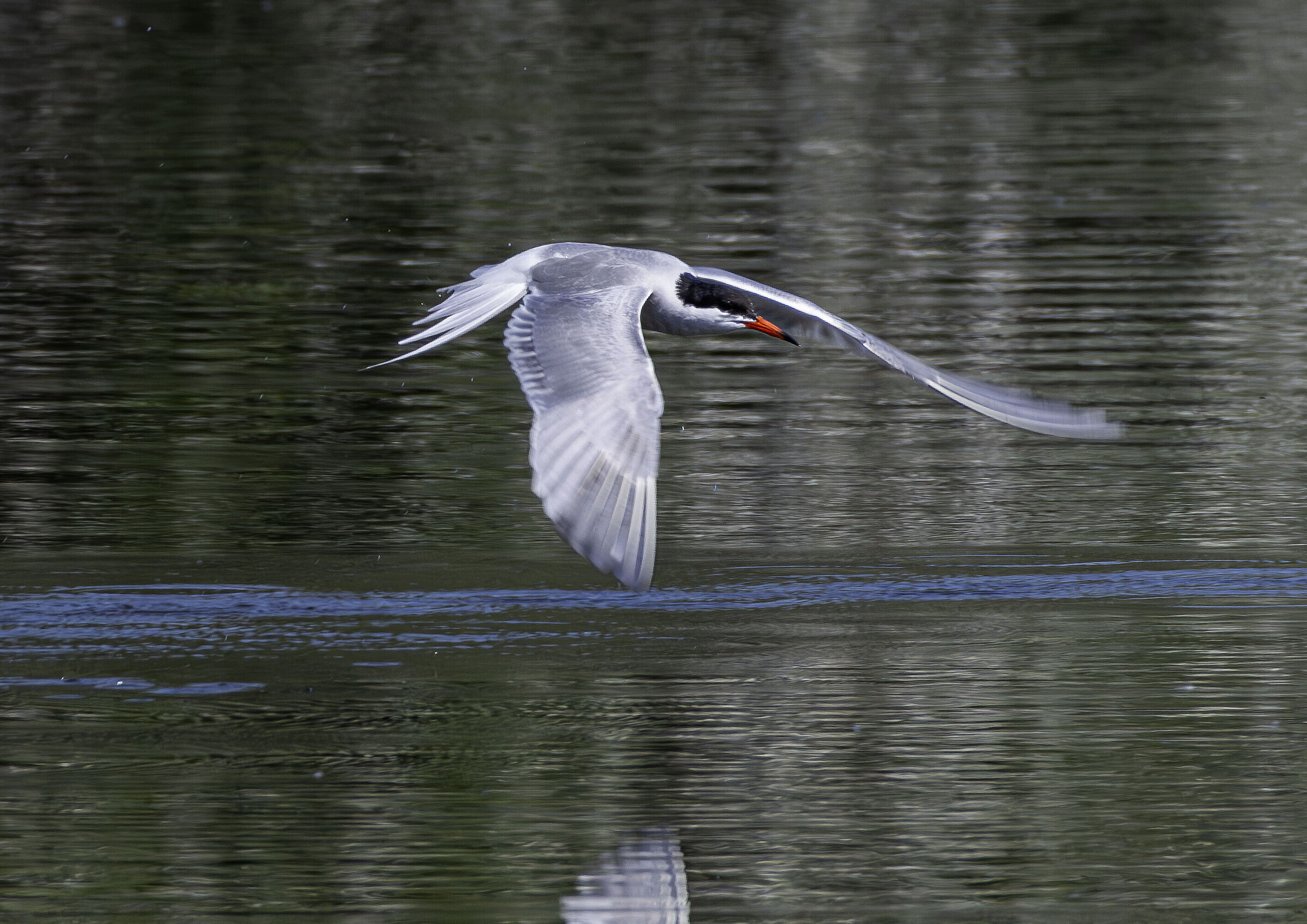 Sterna in volo