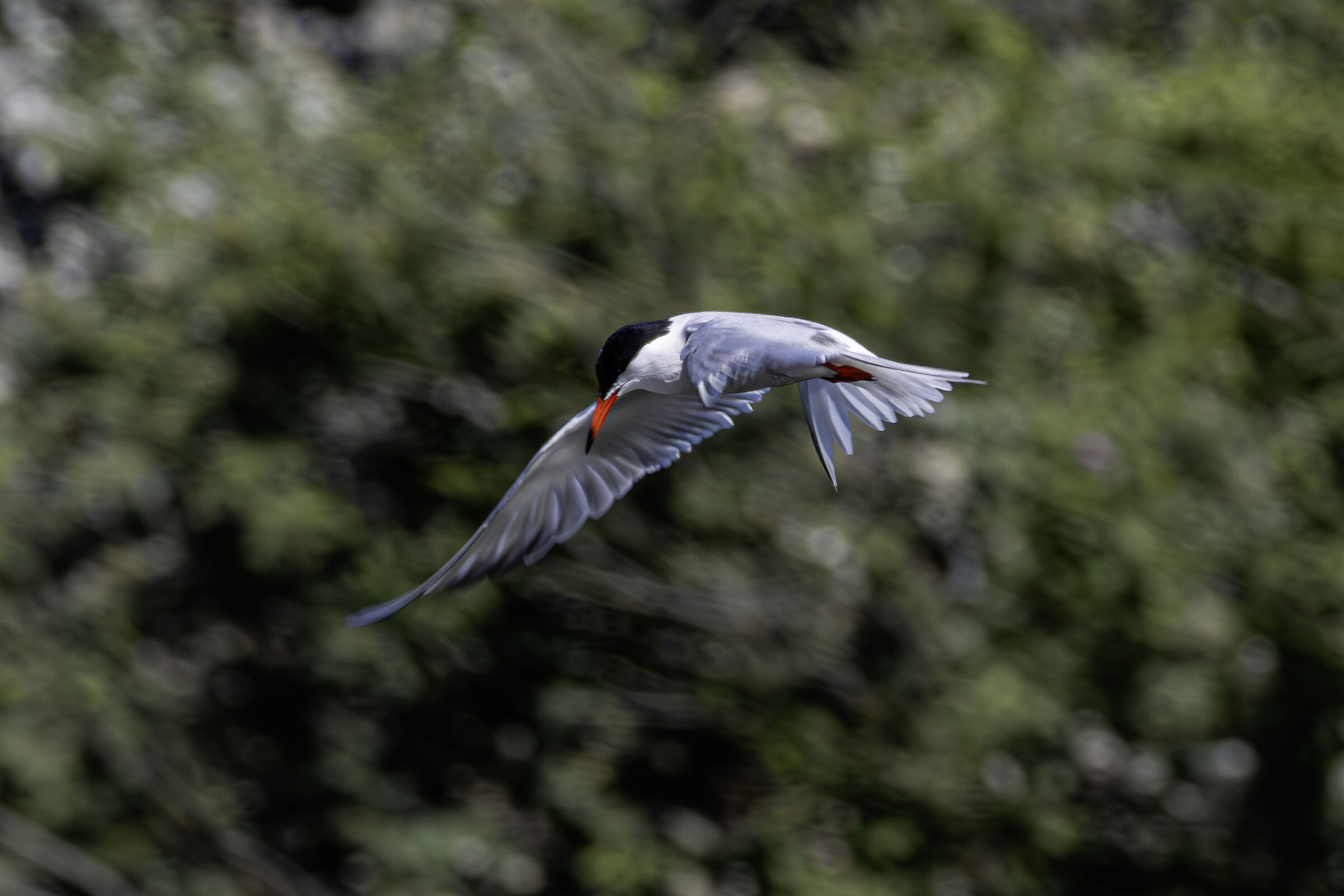 Sterna in volo
