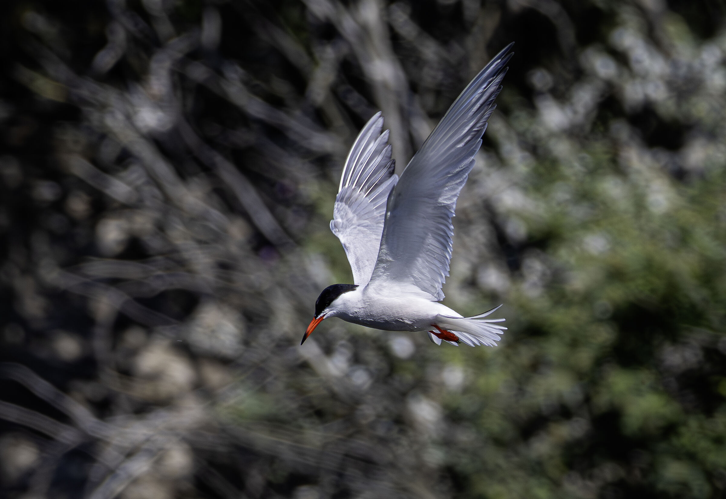 Sterna in volo