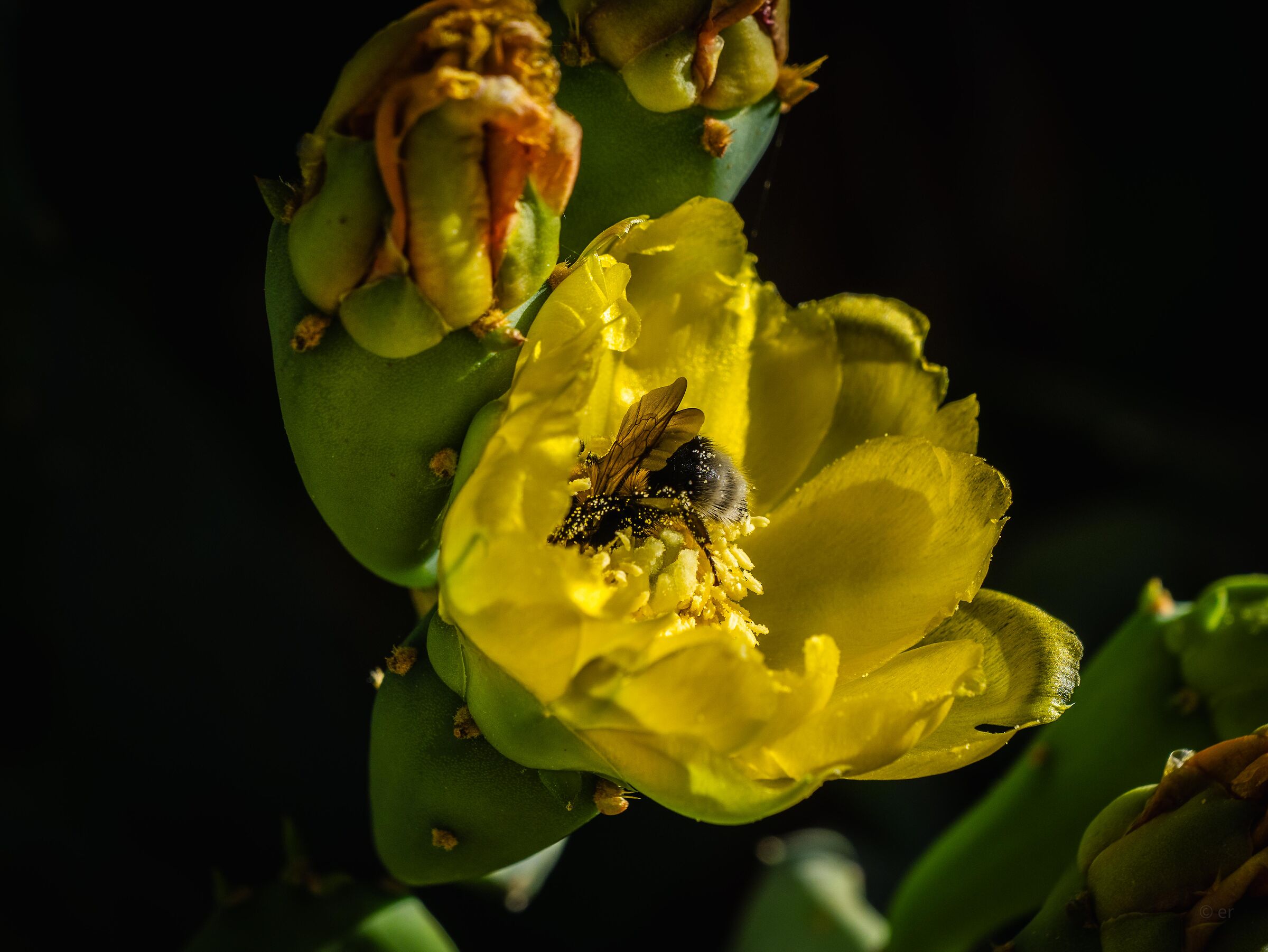 Un tuffo nel fico d'india in fiore
