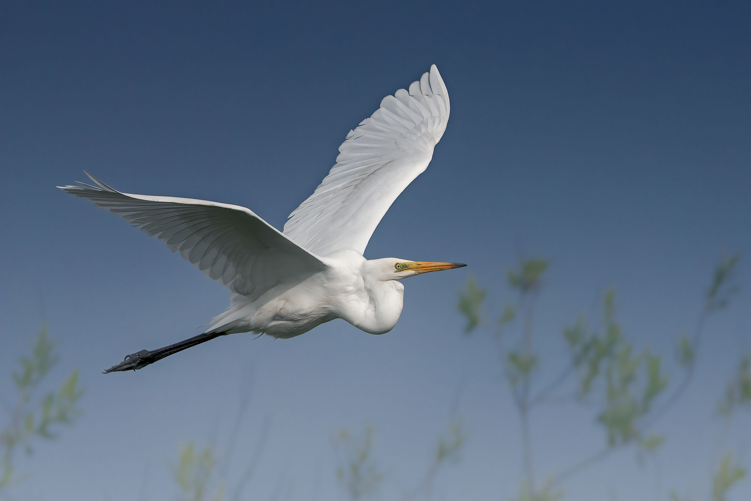 Airone bianco maggiore