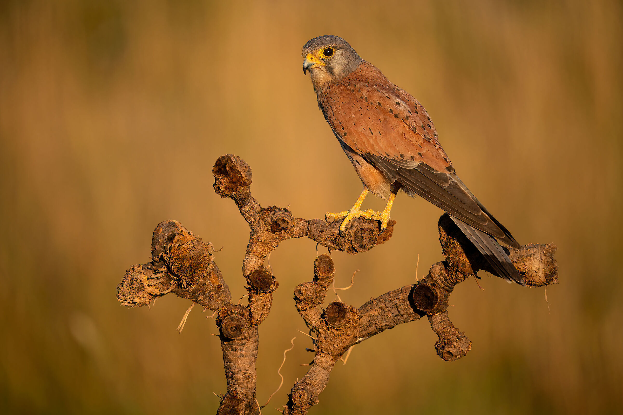 kestrel