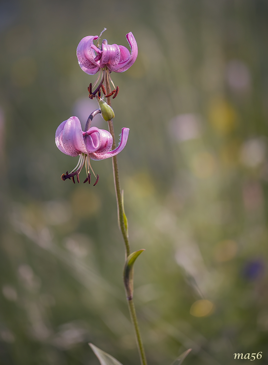 Martagon Lily