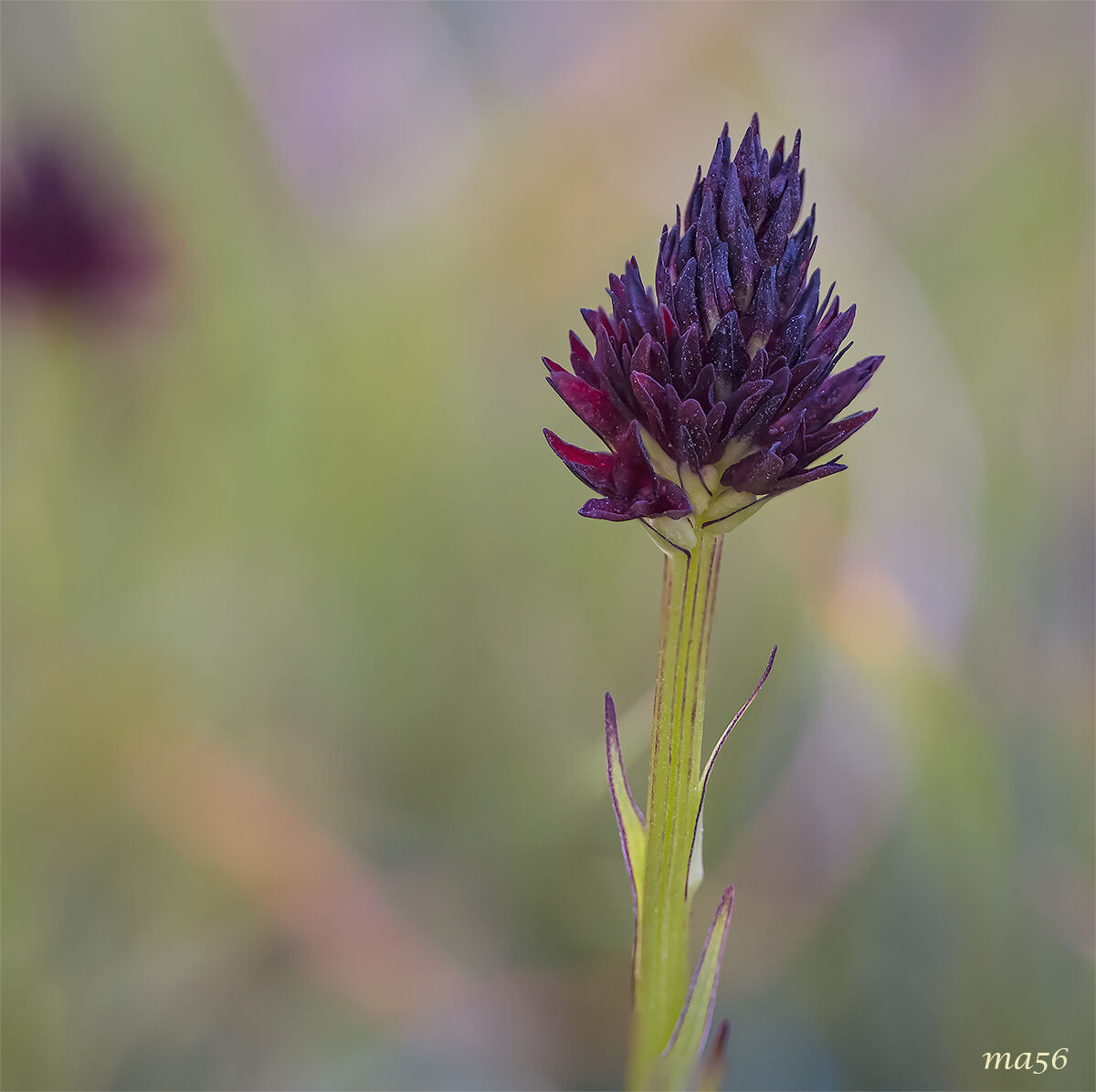 Negritella common
