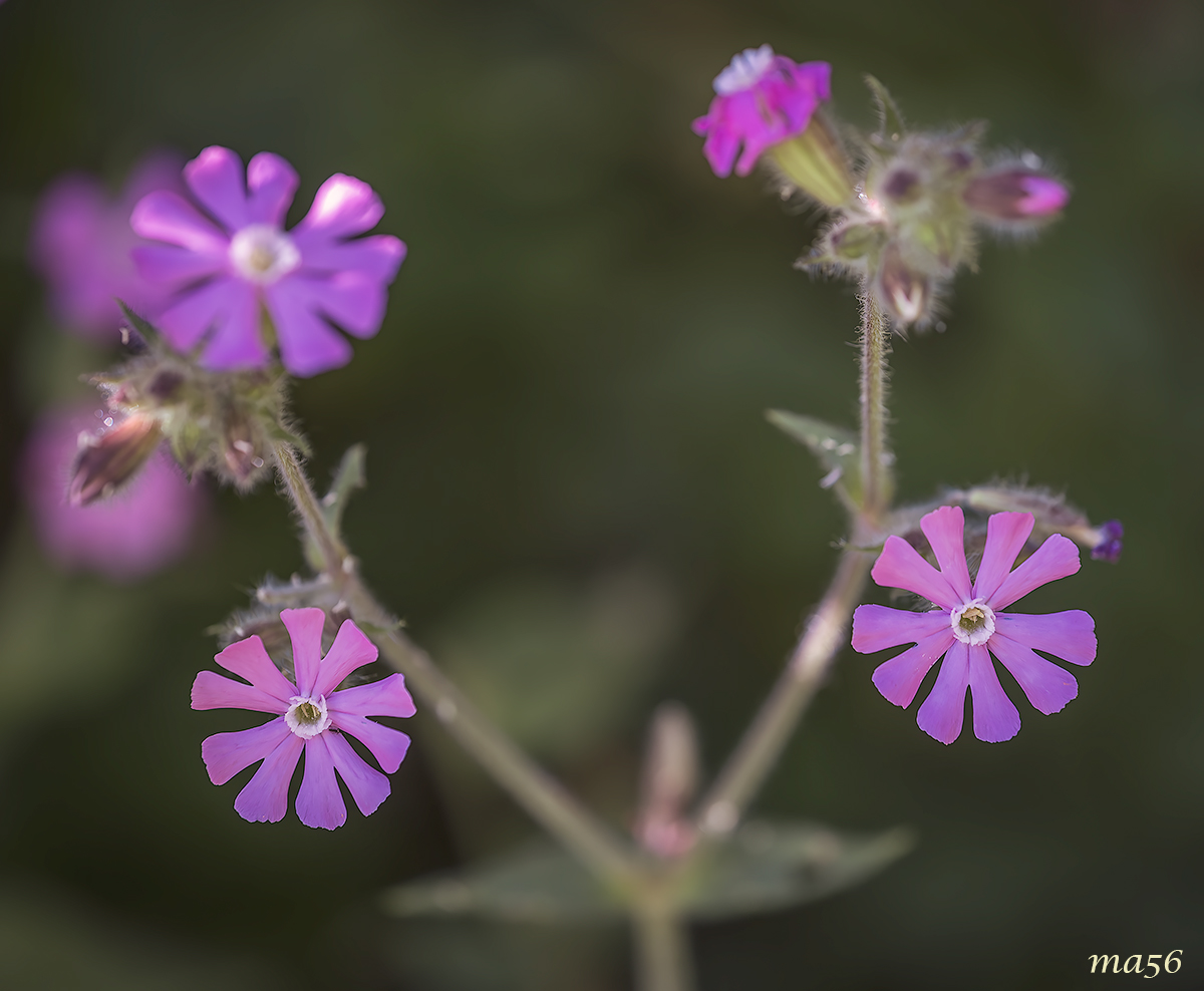 Silene dioica