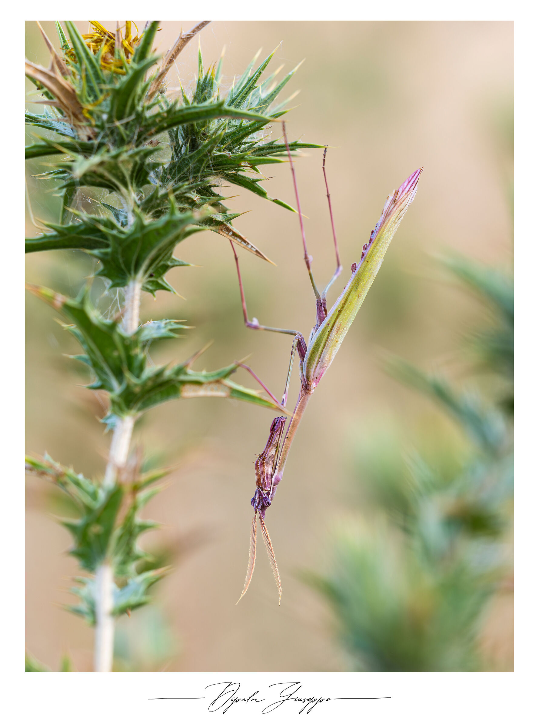 Empusa pennata