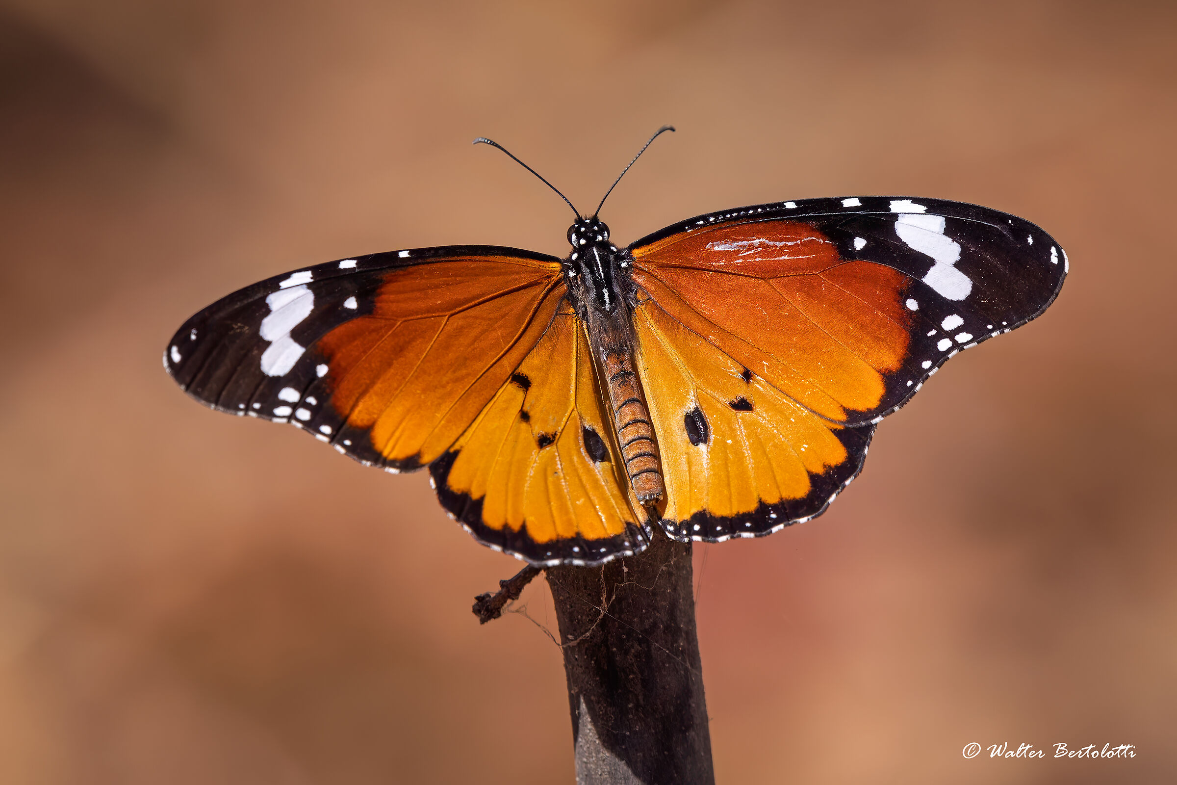 African monarch