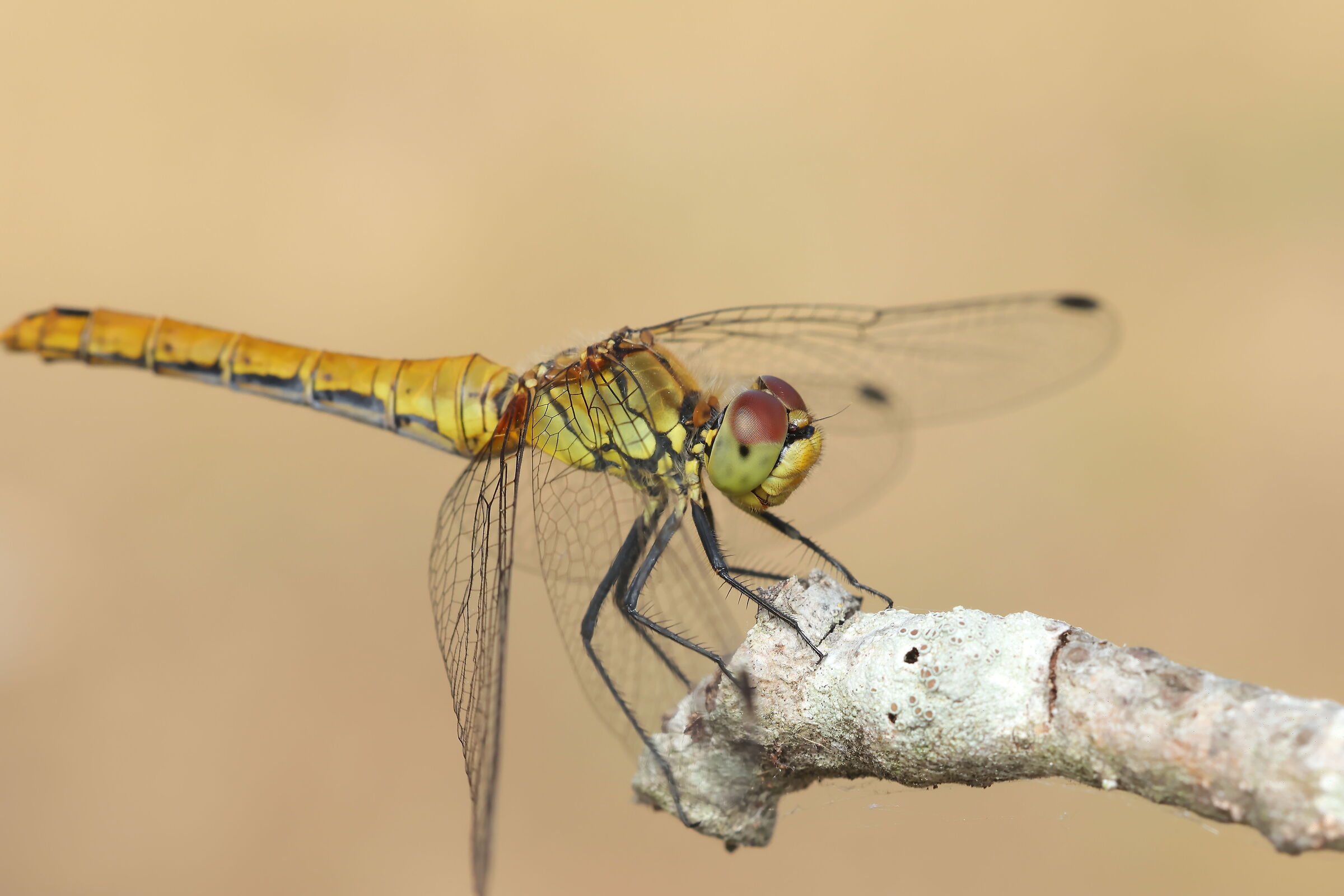 Sympetrum sanguineum