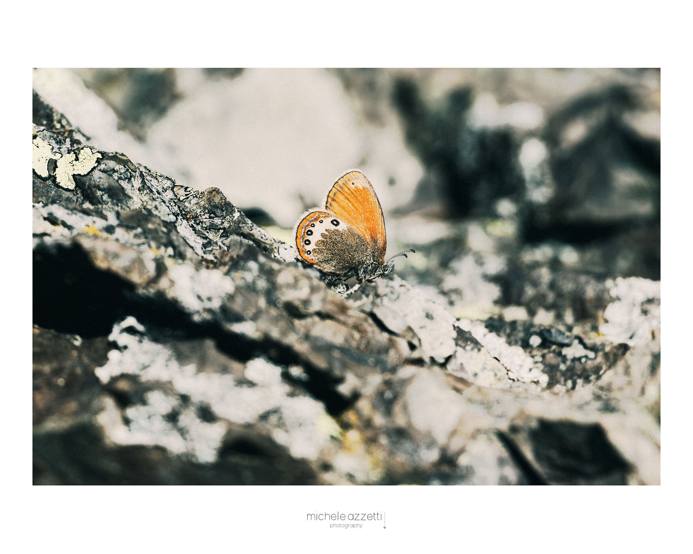 The butterfly
