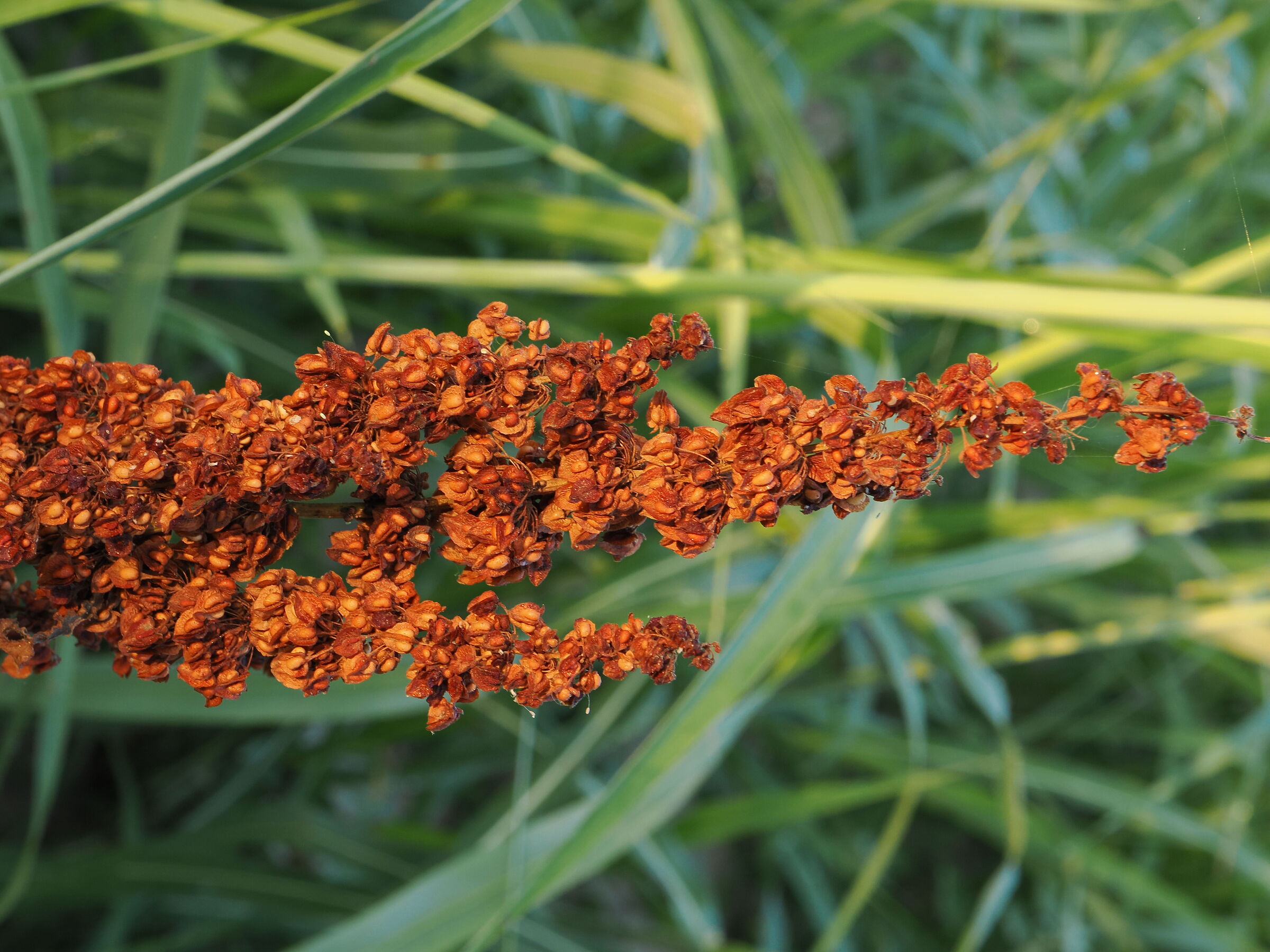 Rumex aquaticus in Veneto lengua de vaca