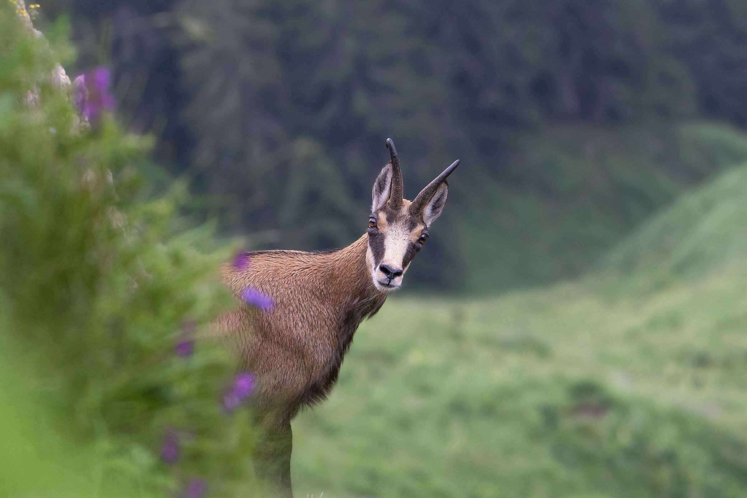 Chamois
