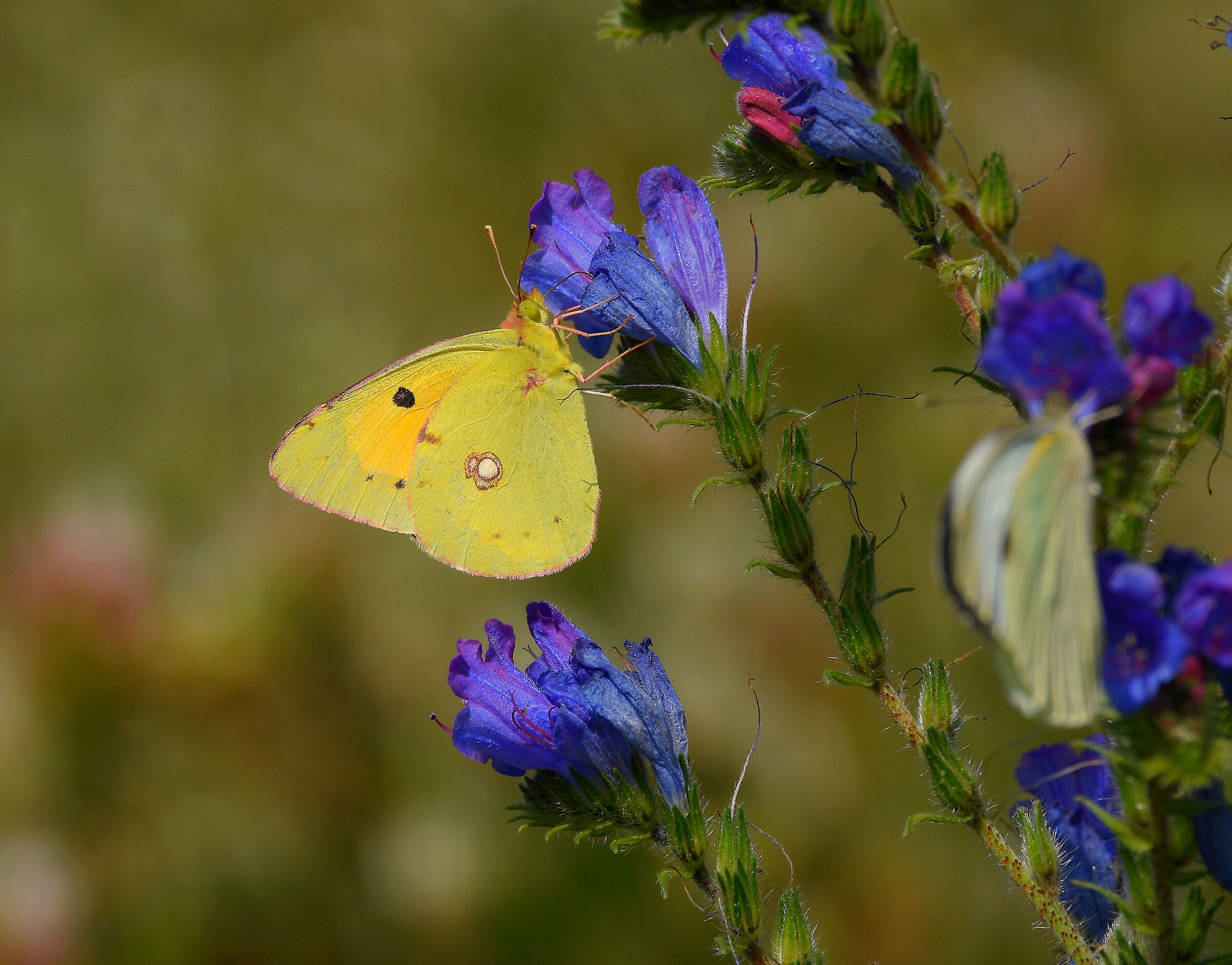 Limoncella (Colias crocea)
