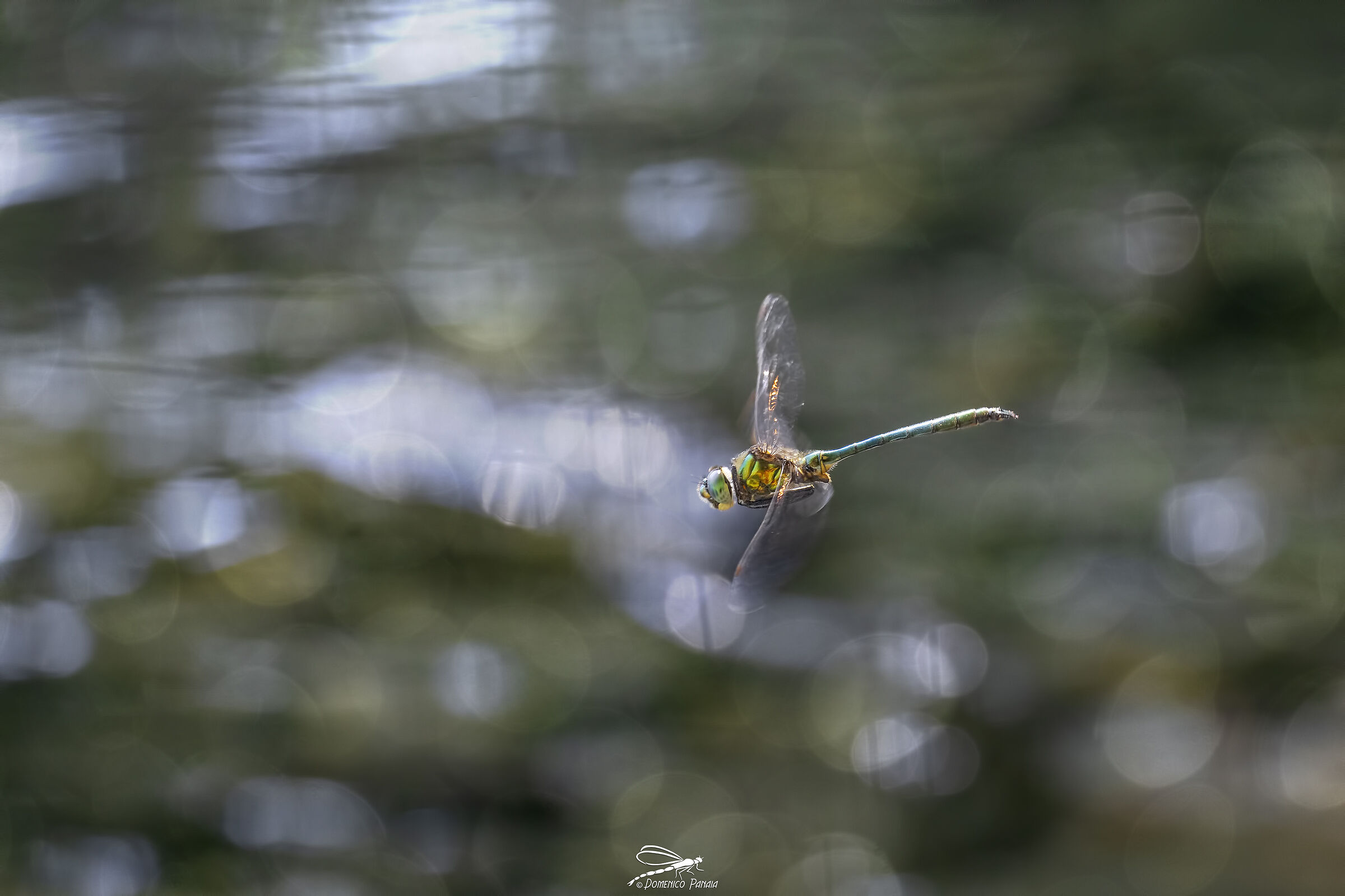 metallic somatochlora