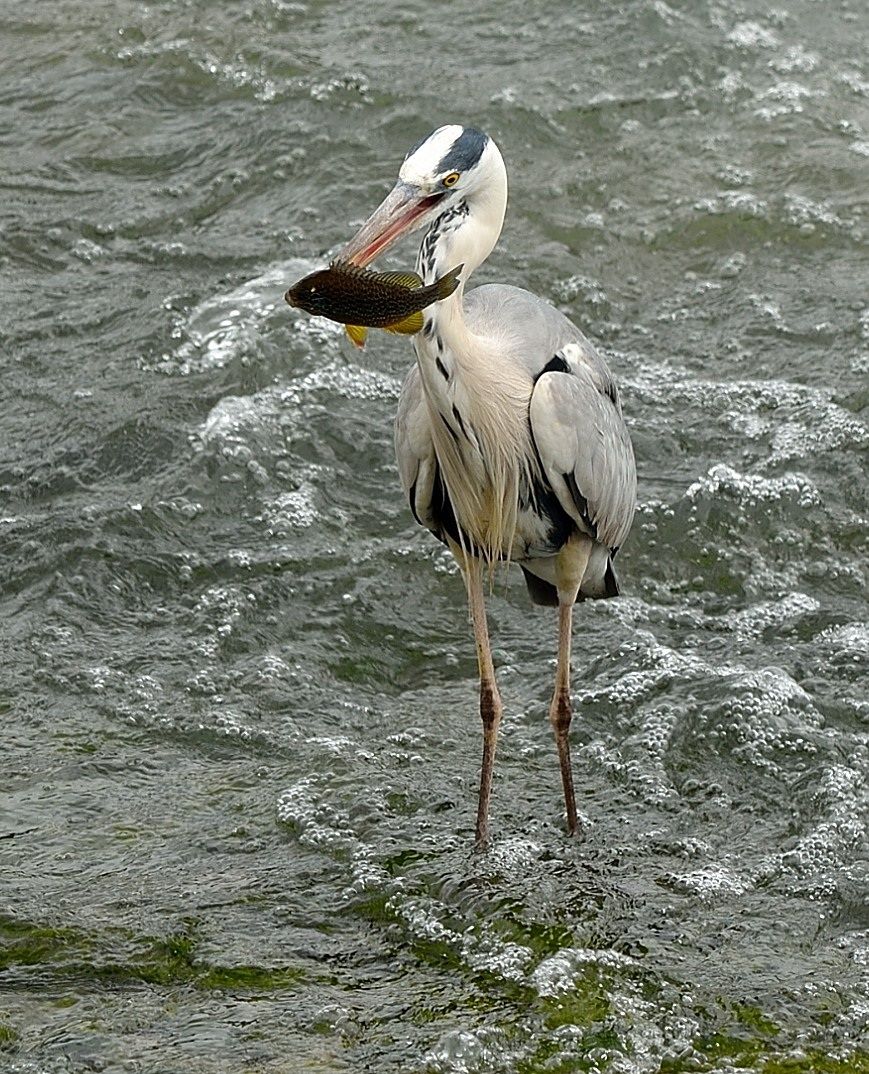 snack ................