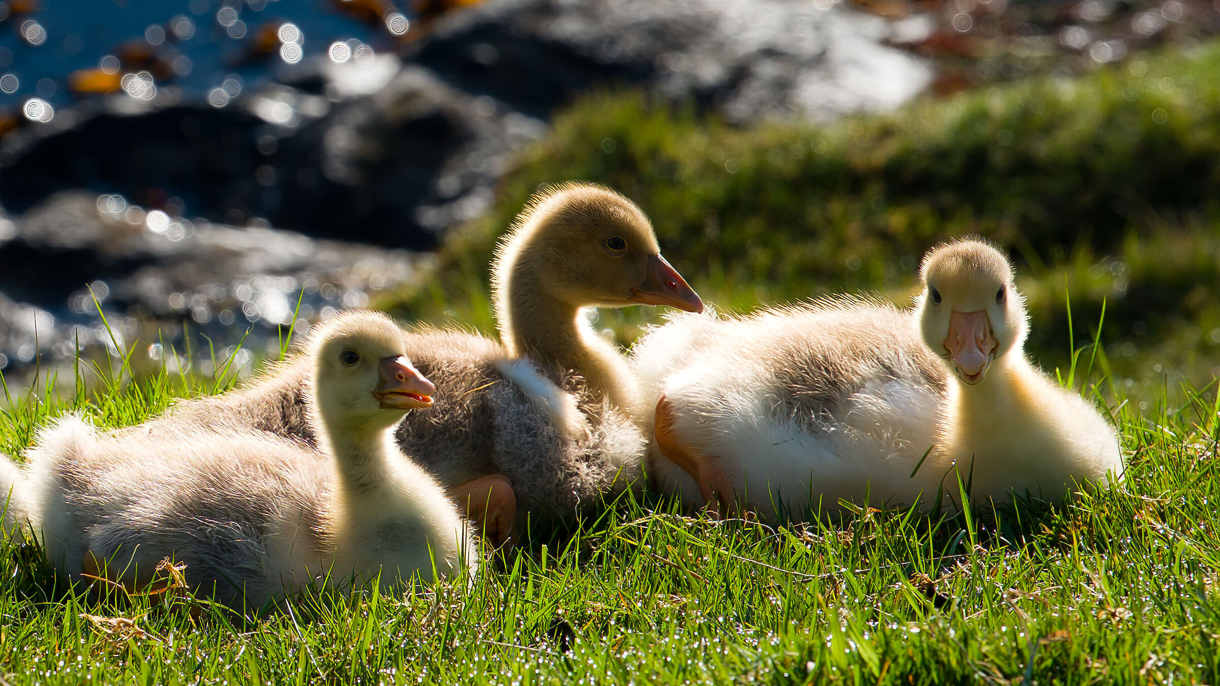 While waiting for the ferry