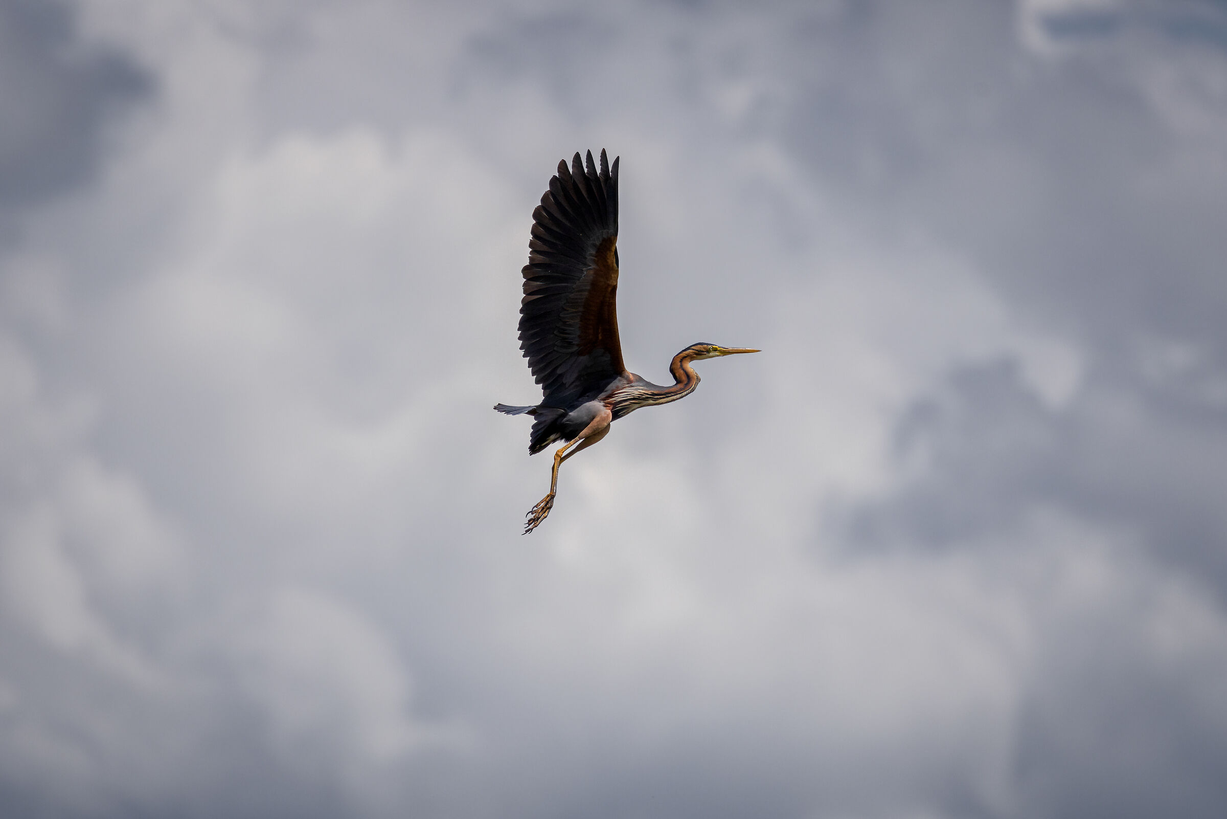 Purple heron