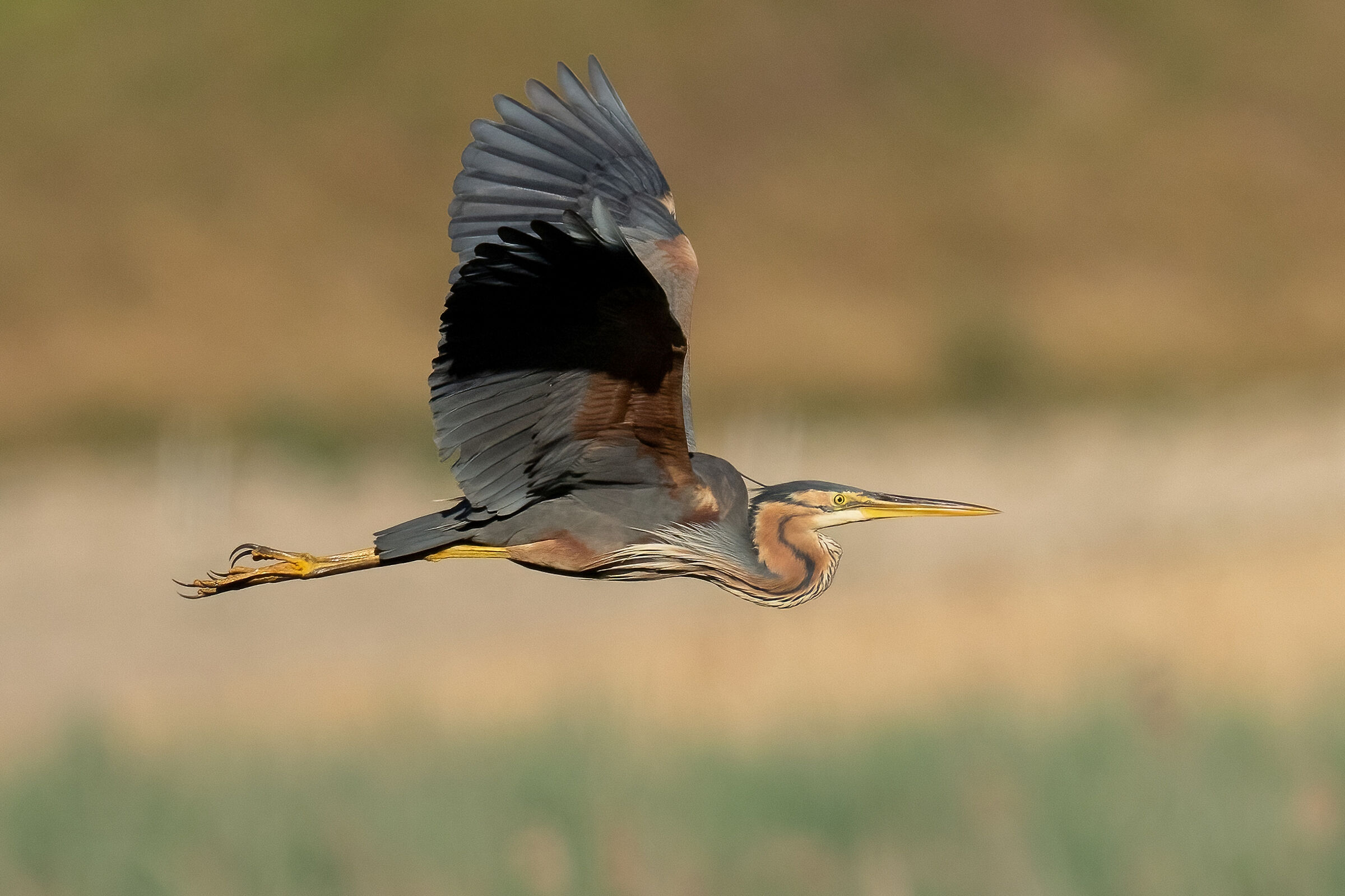 Airone rosso (Ardea purpurea)