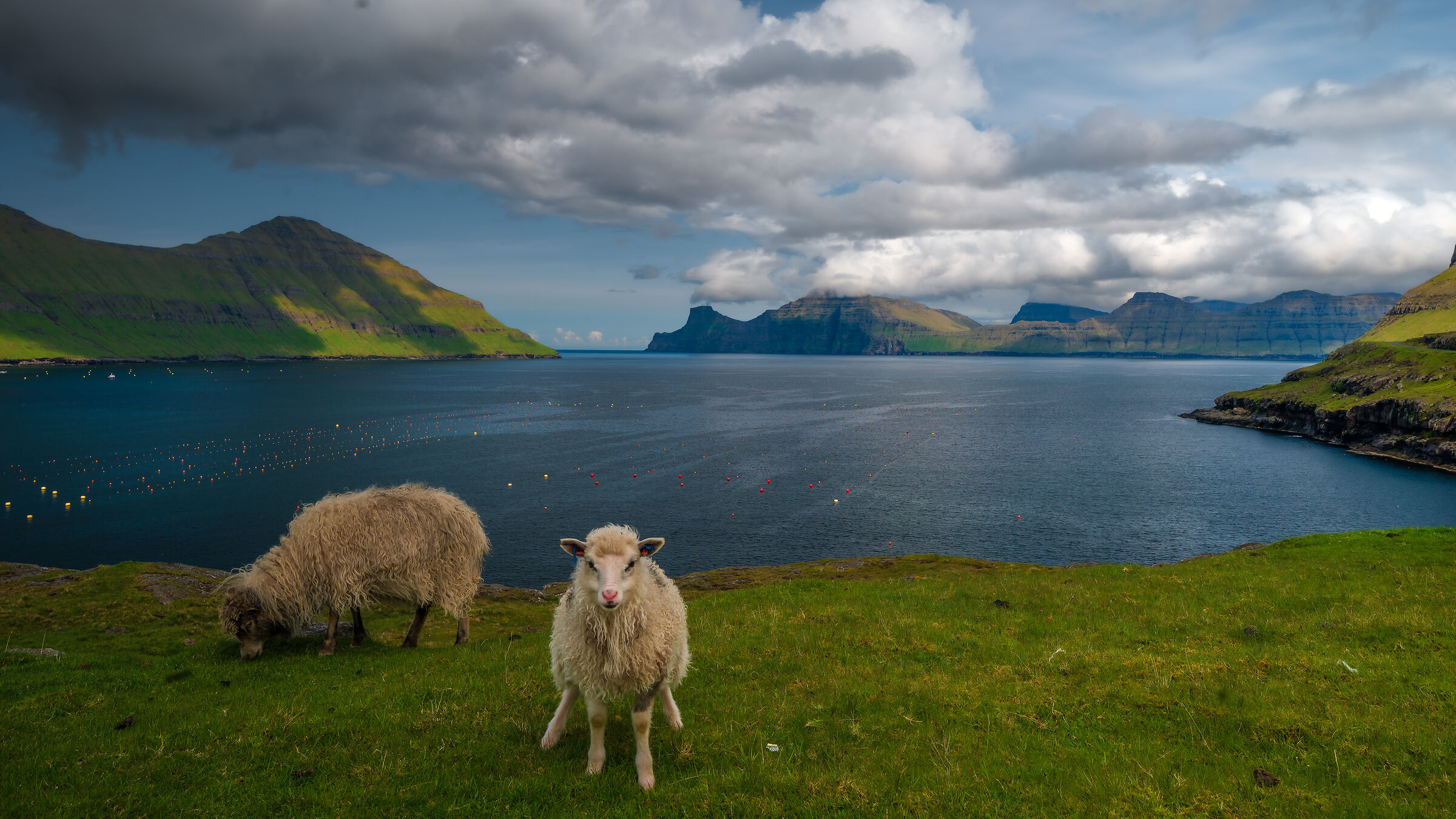 Funningur Fjord & Sheeps