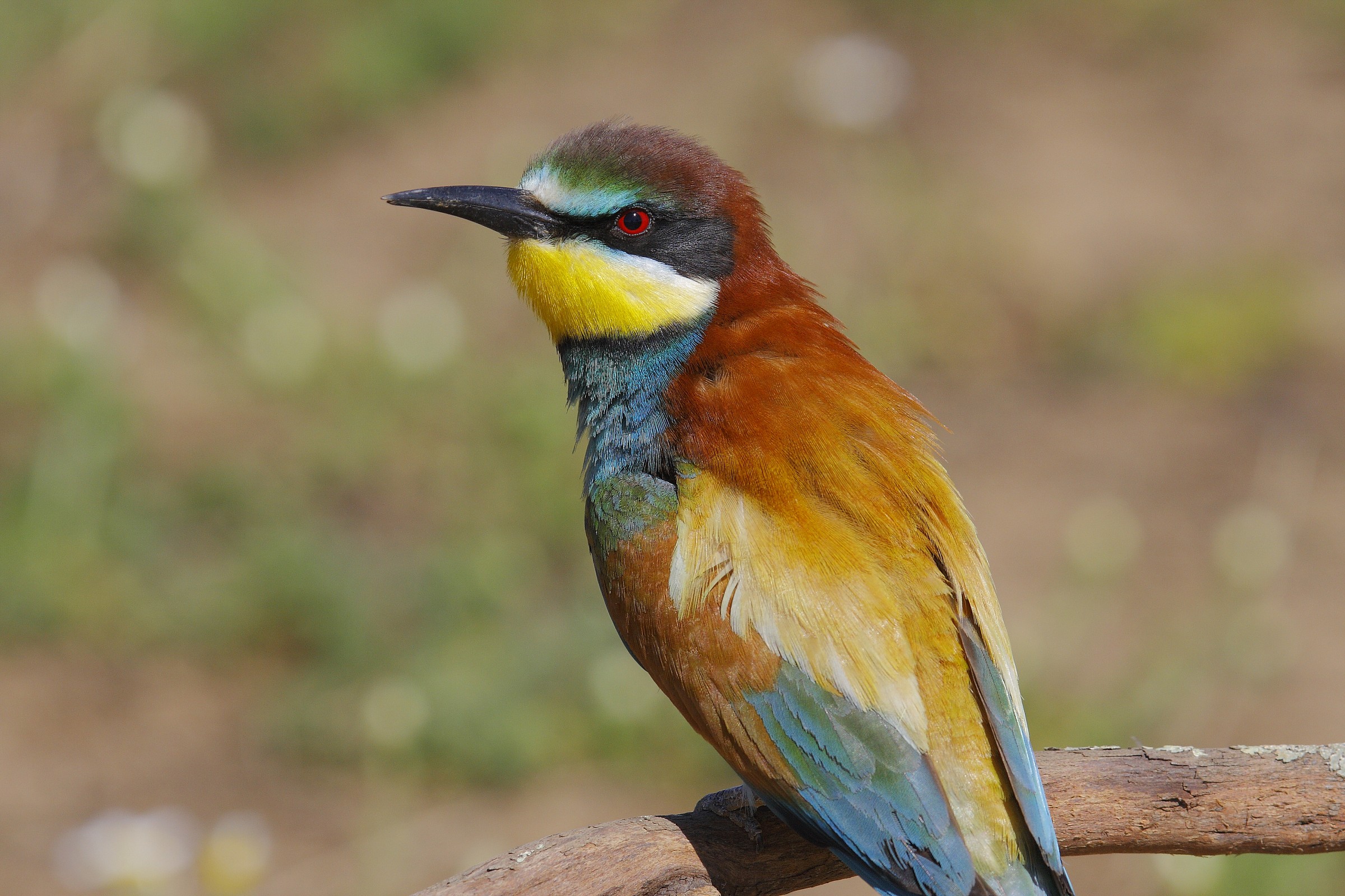 Bee-eater