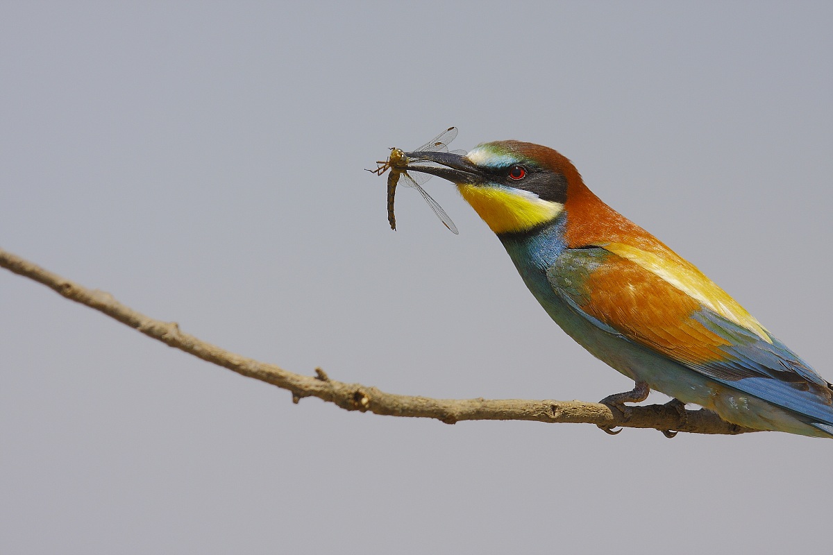 Bee-eater