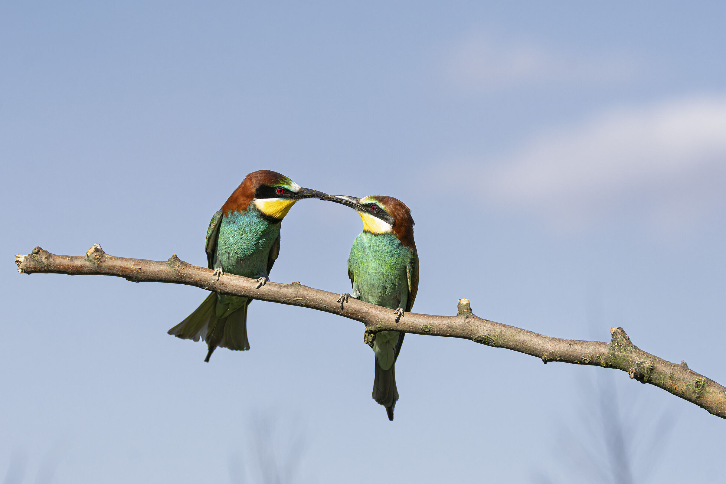 Bee-eaters