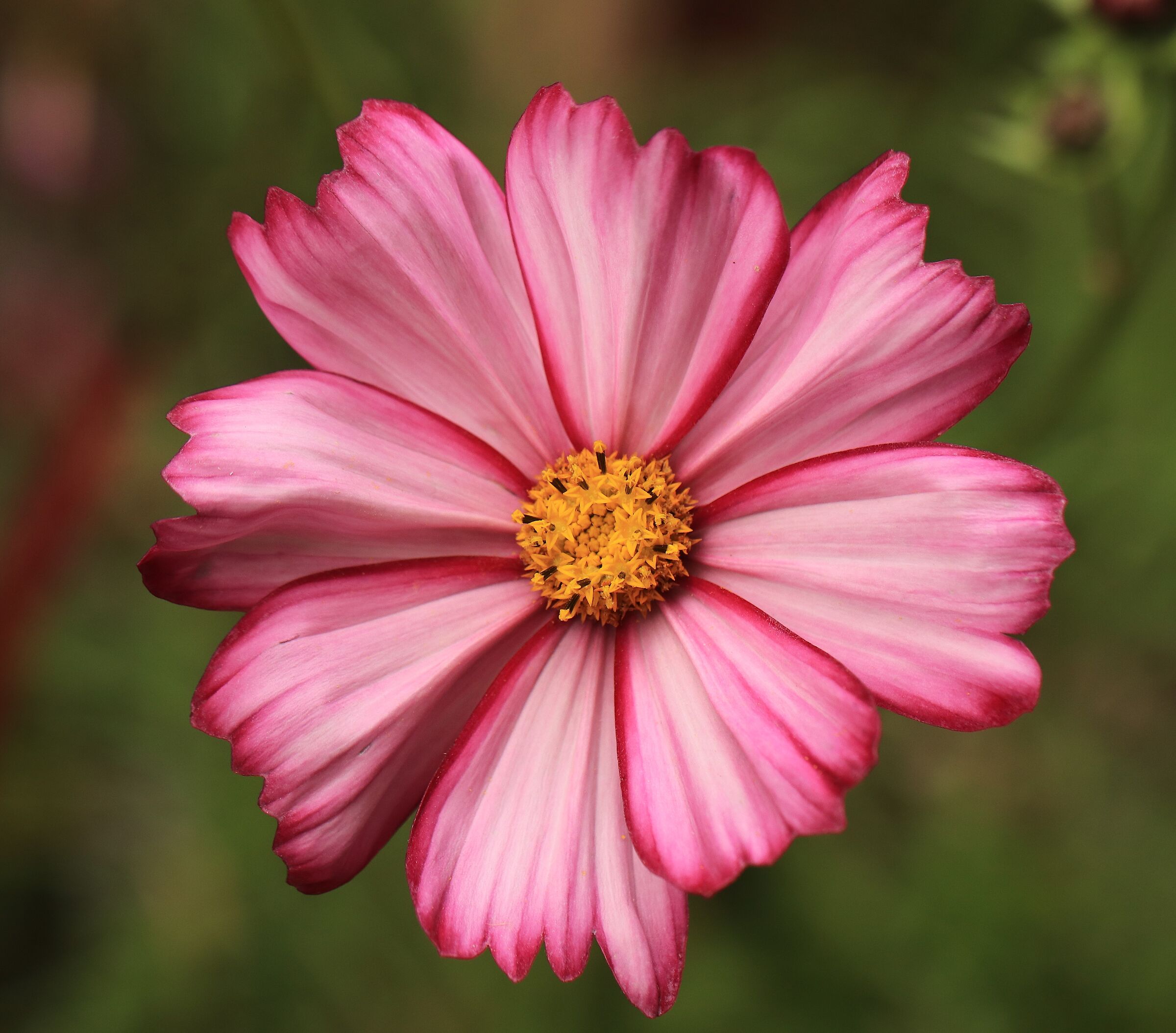 Aster del Messico