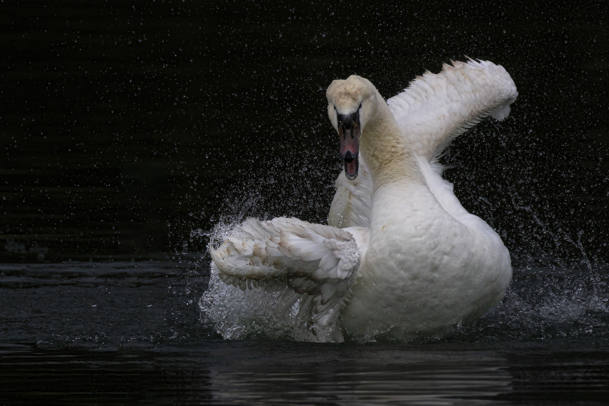 Swan