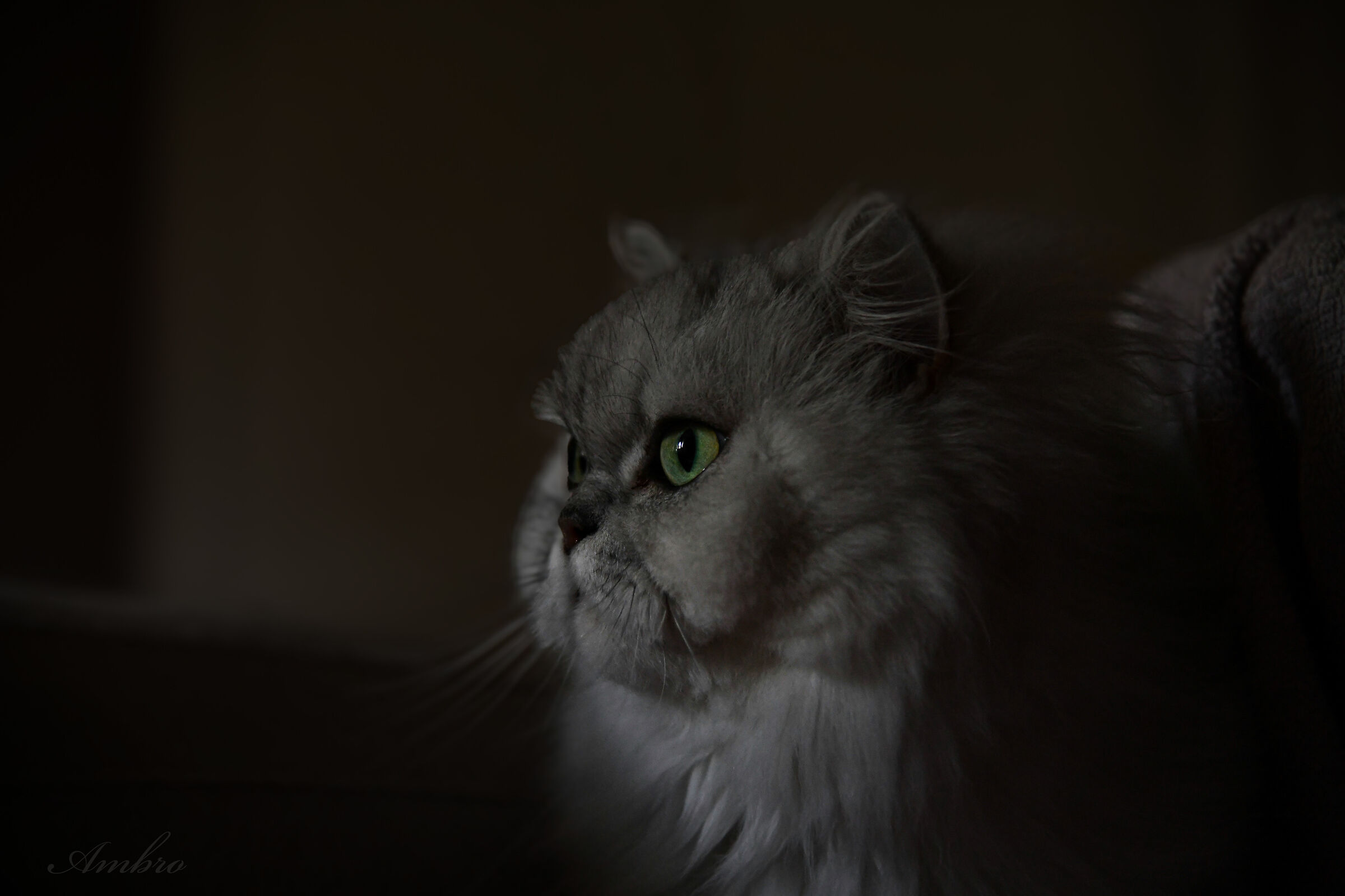 Mirtilla