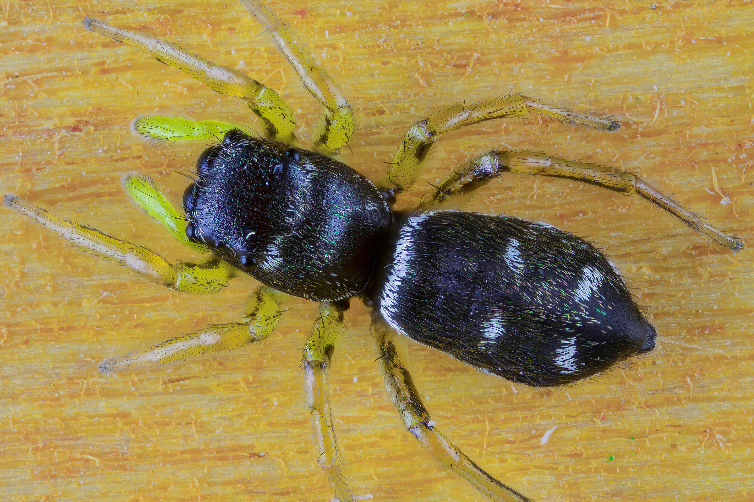 Heliophanus sp.
