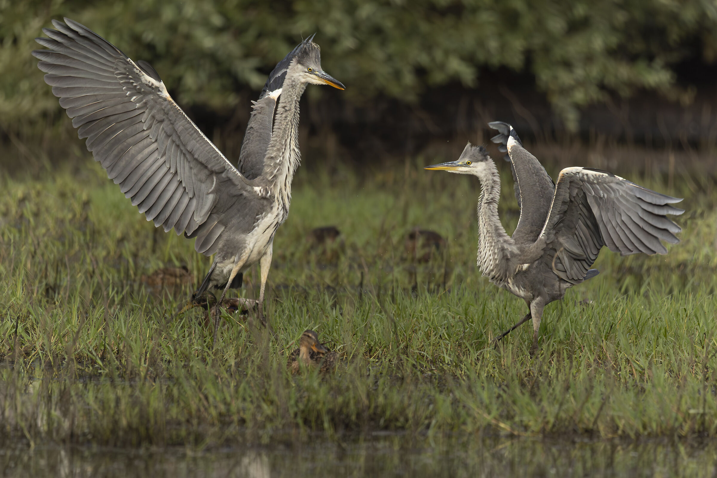 Litigious herons