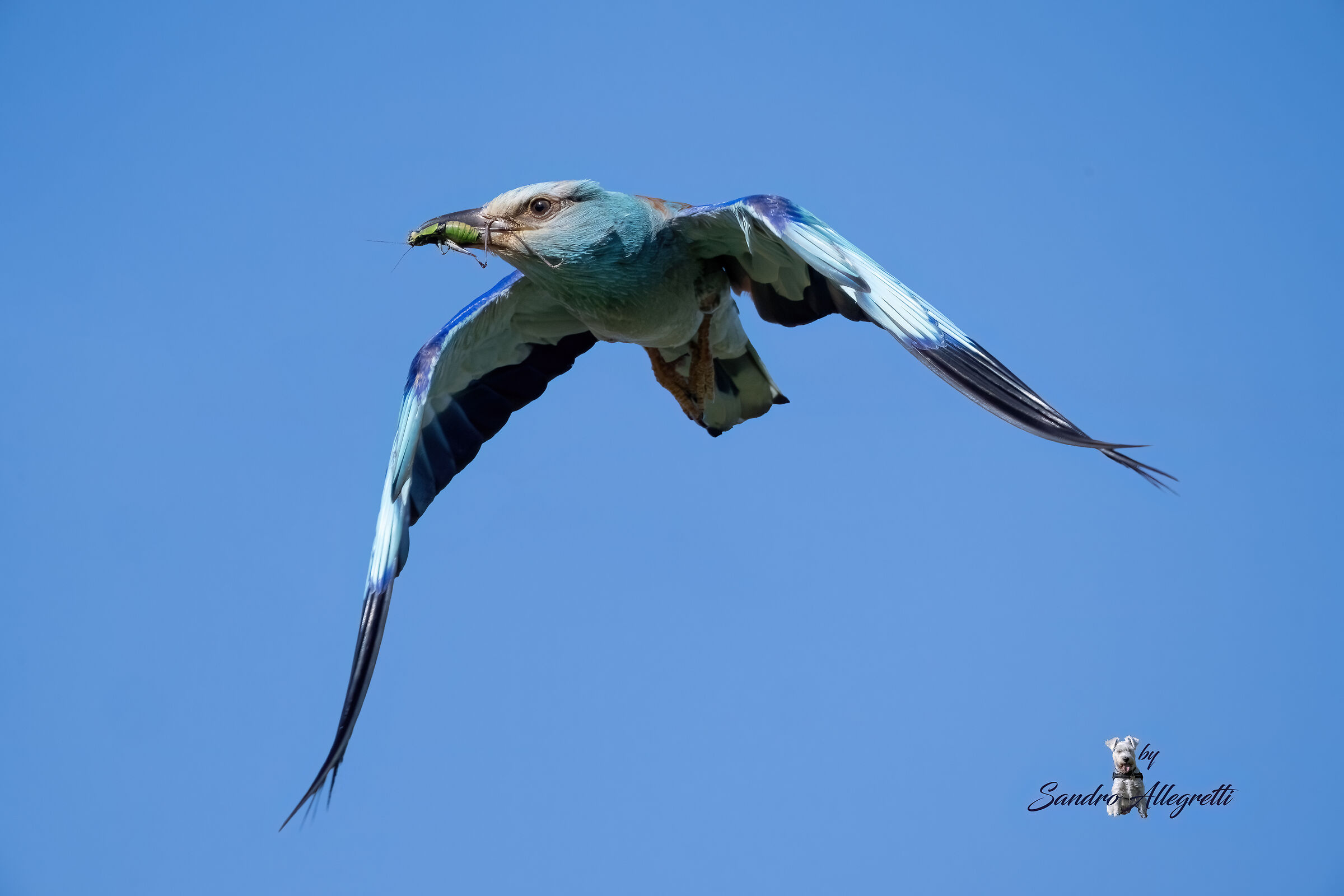 La ghiandaia marina (Coracias garrulus)