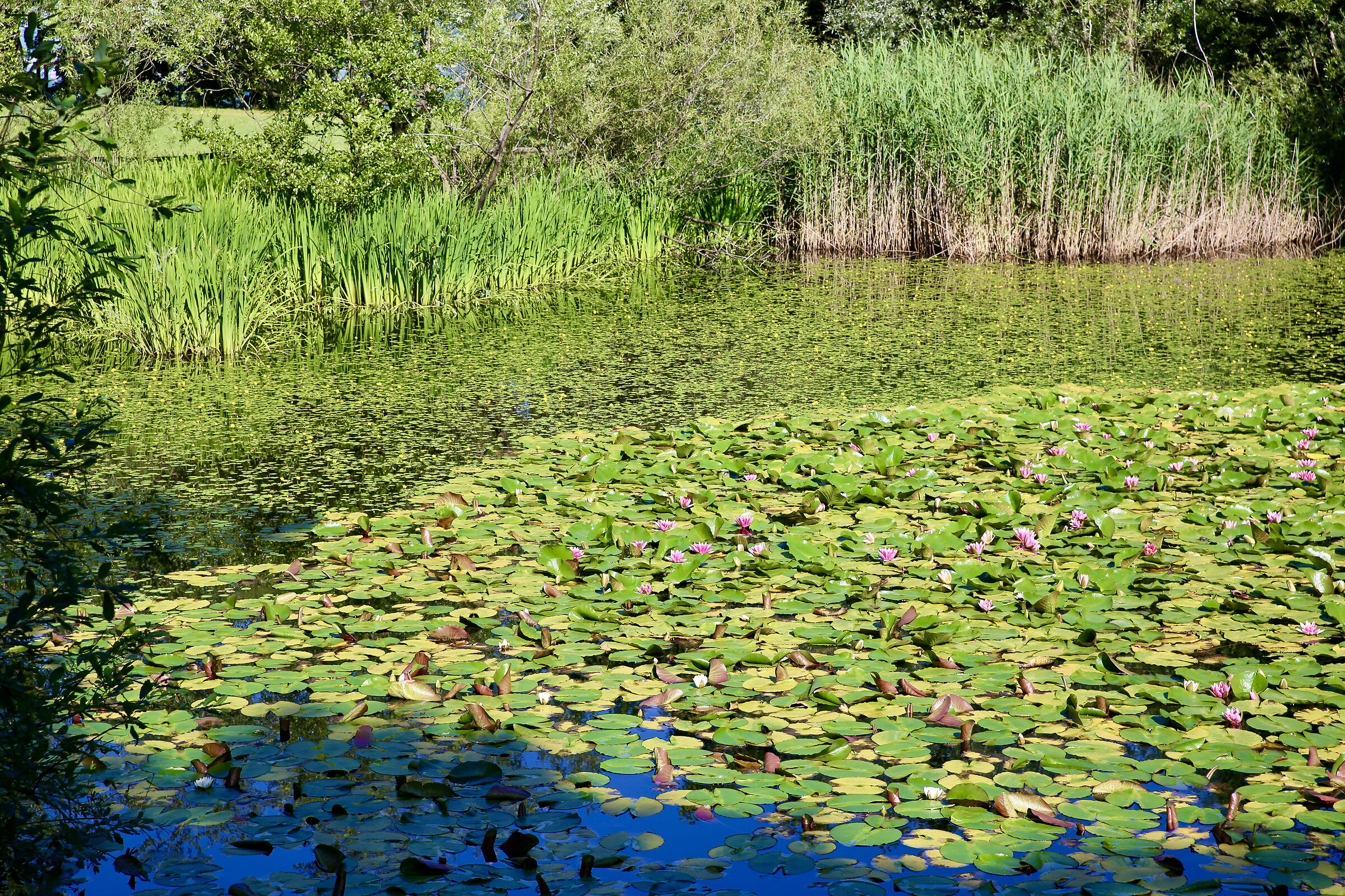 Biotope of national importance of the Great Motto