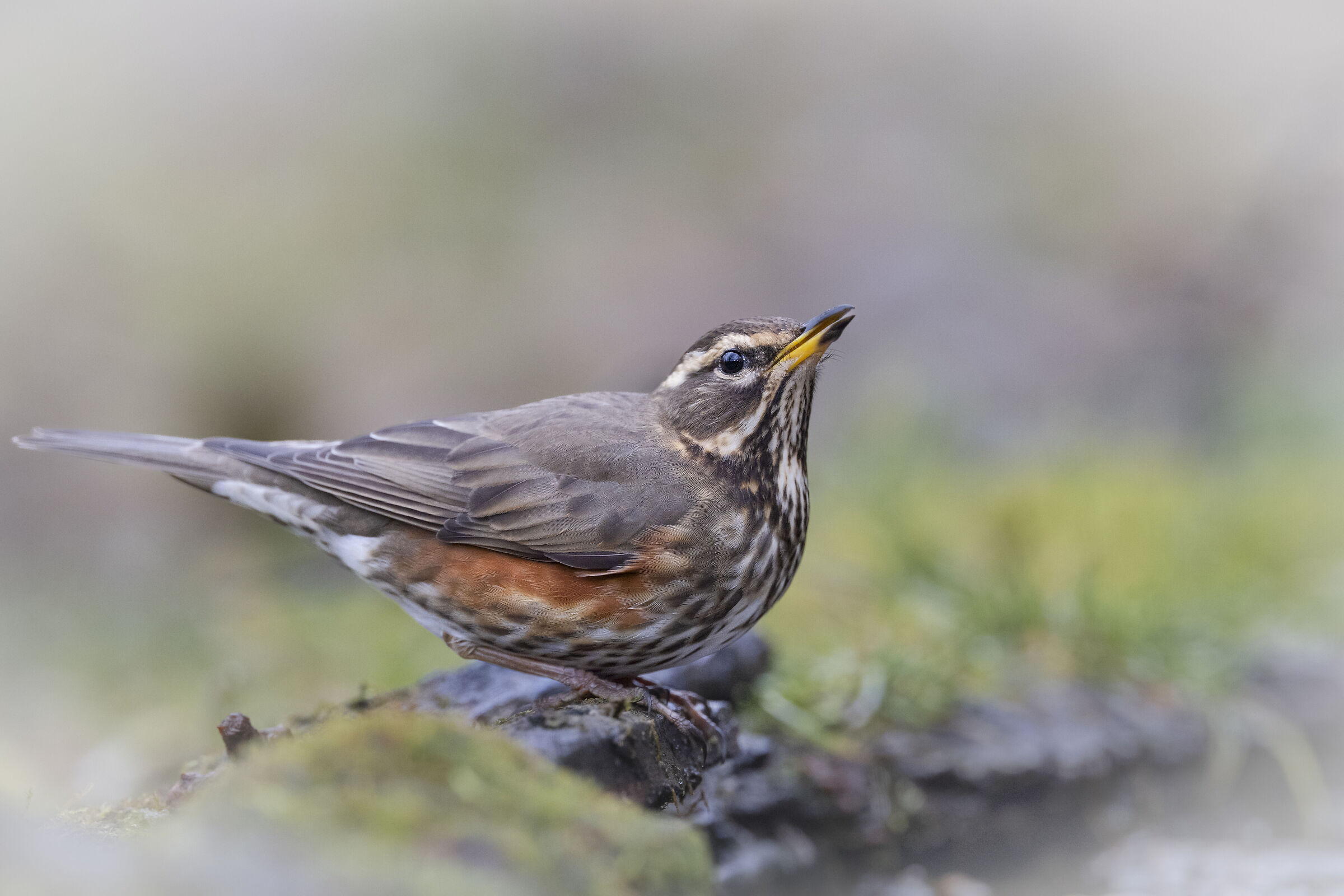 Redwing