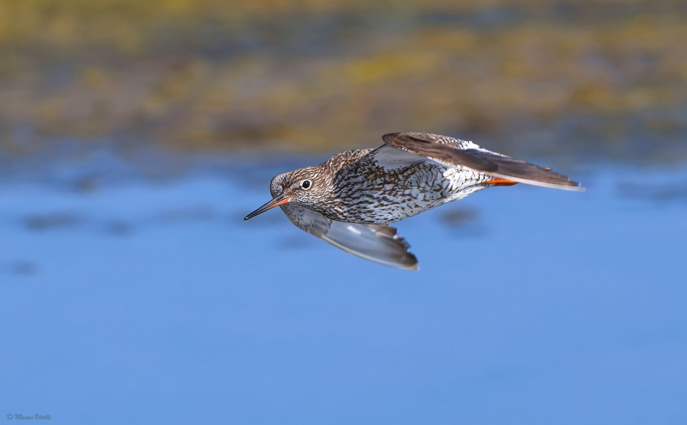 Redshank (Tringa totanus)