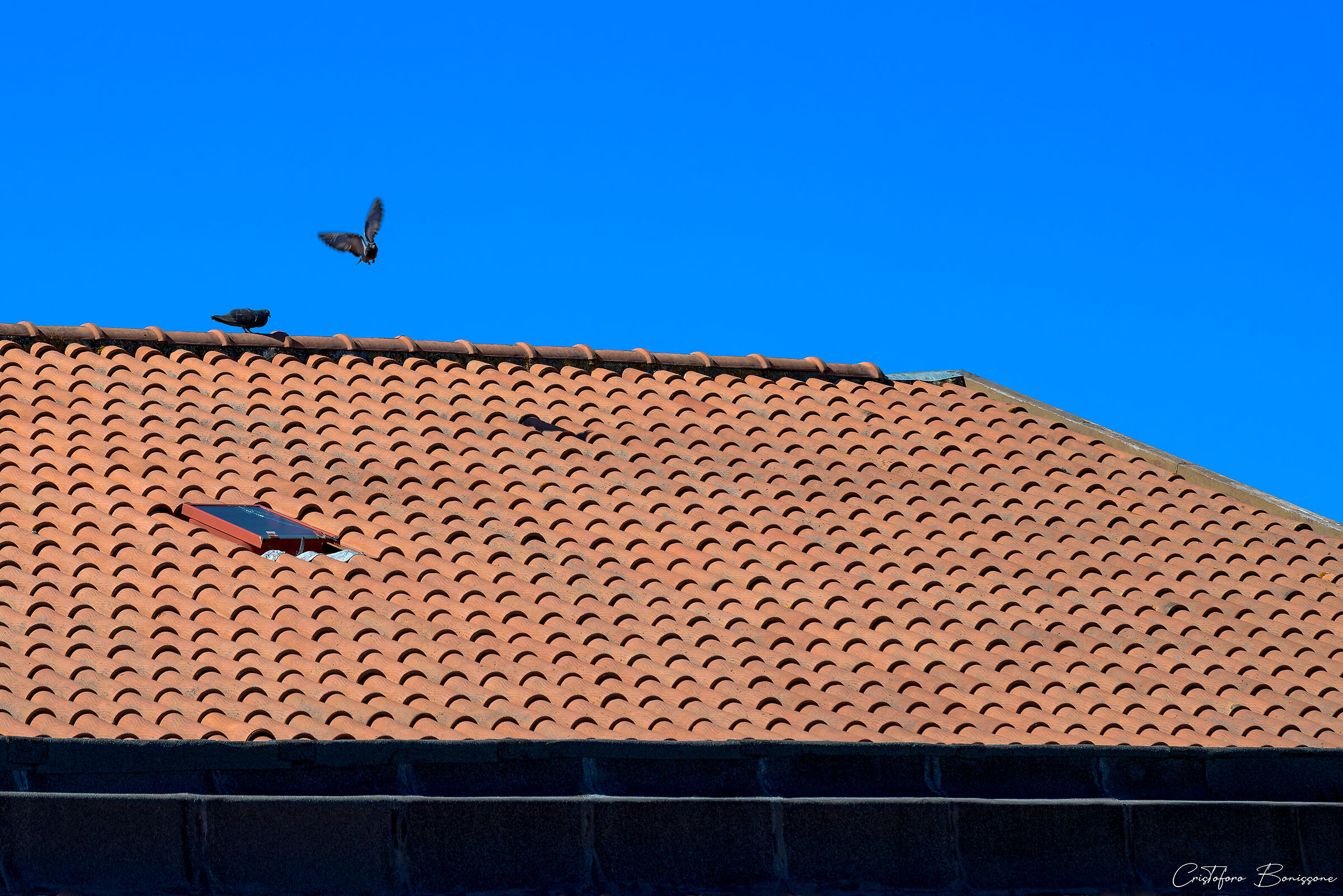 Two birds in love on rooftops
