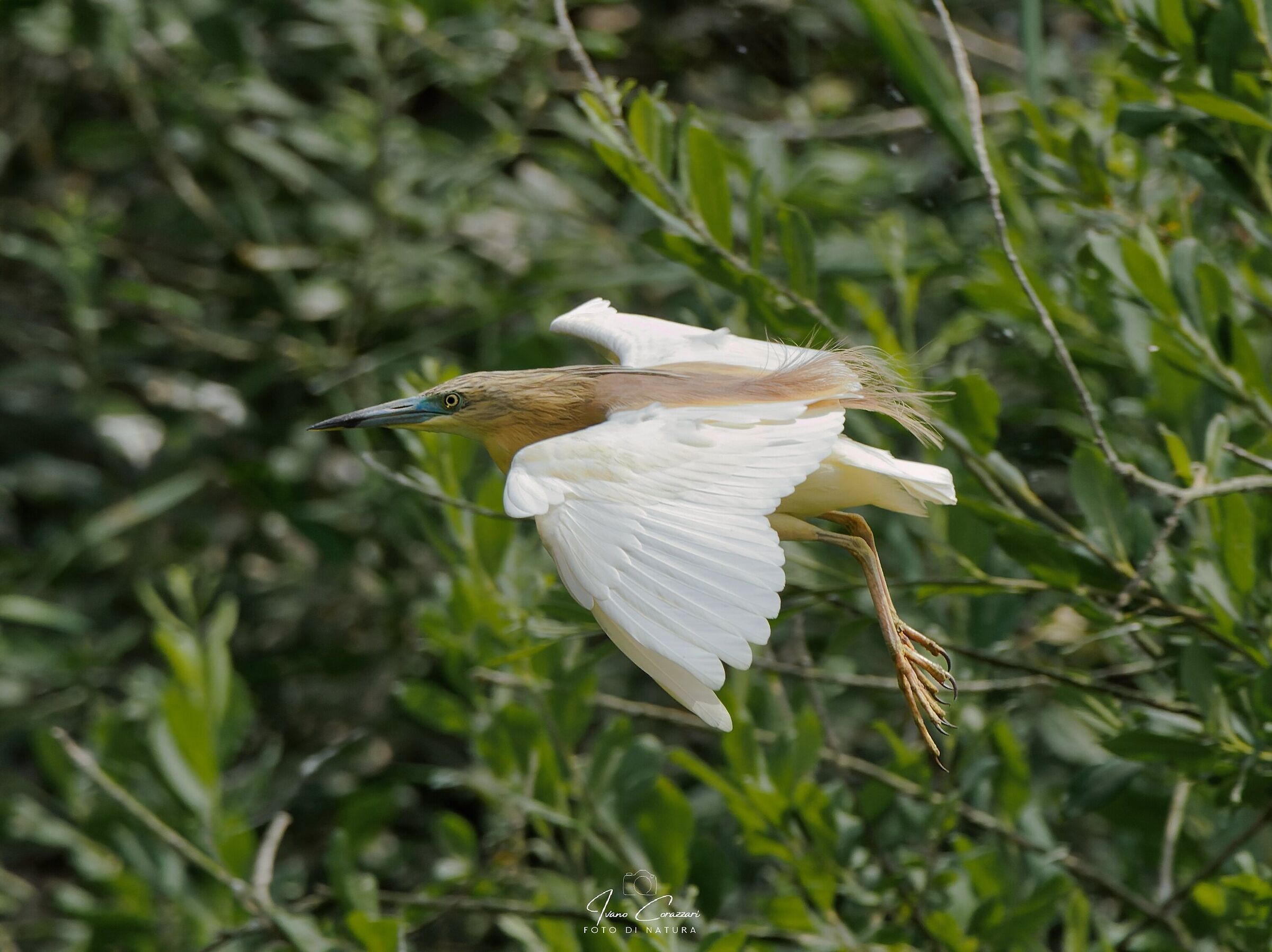 Squacco heron