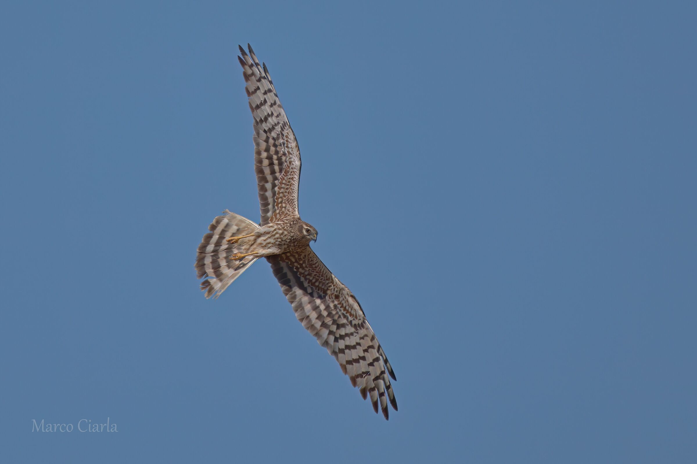 Montagu's Harrier (Circus pygargus )