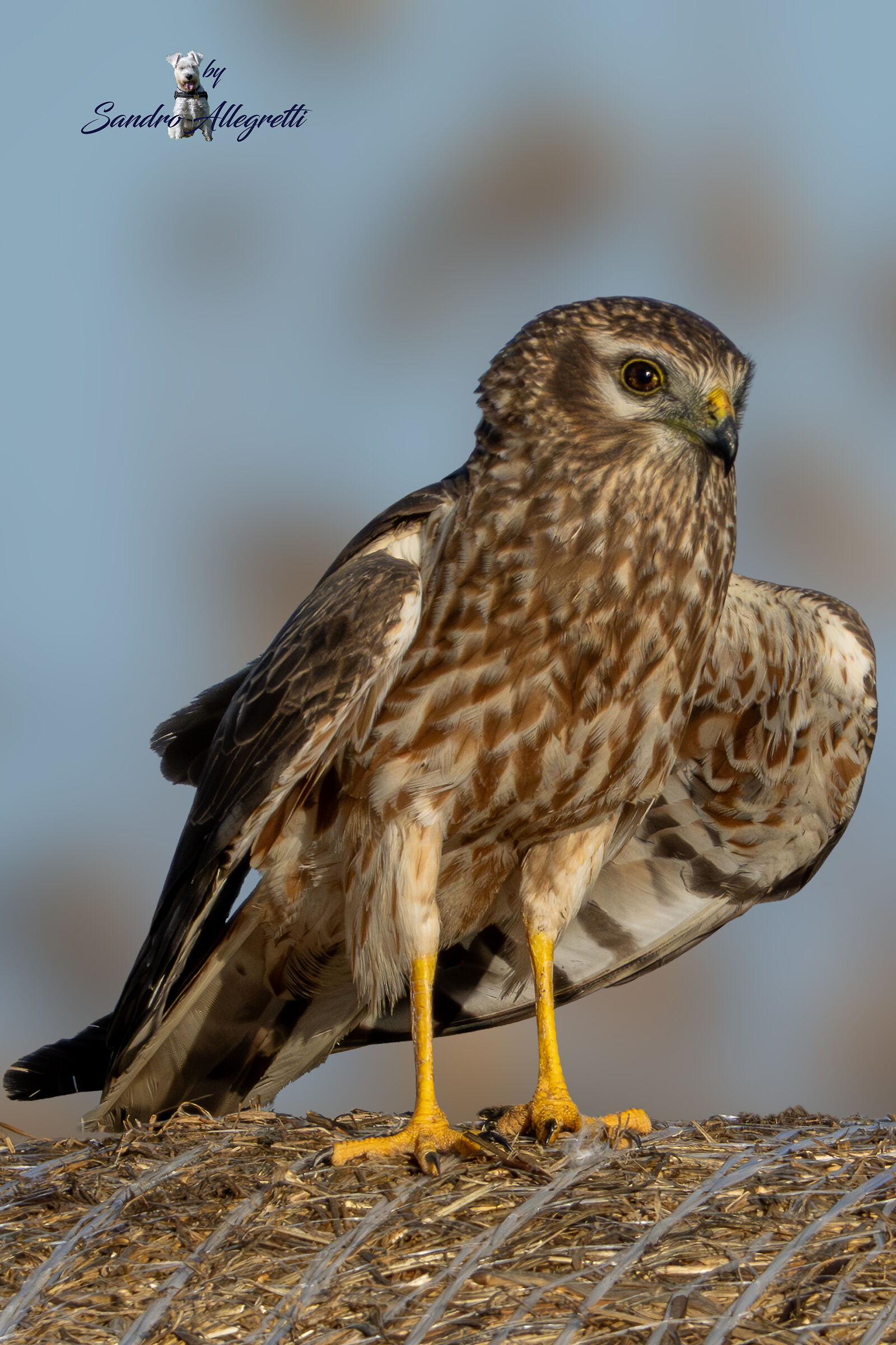 L'albanella minore (Circus pygargus)