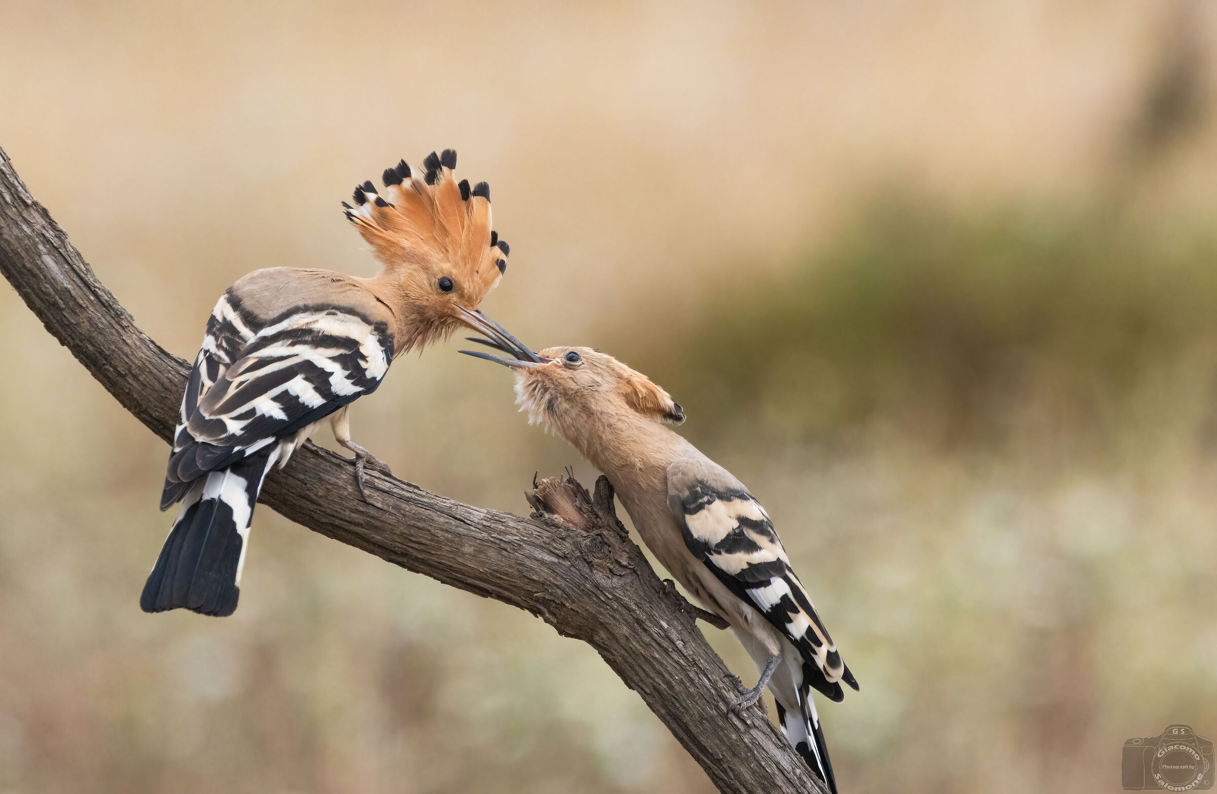 The cue.. Hoopoes.