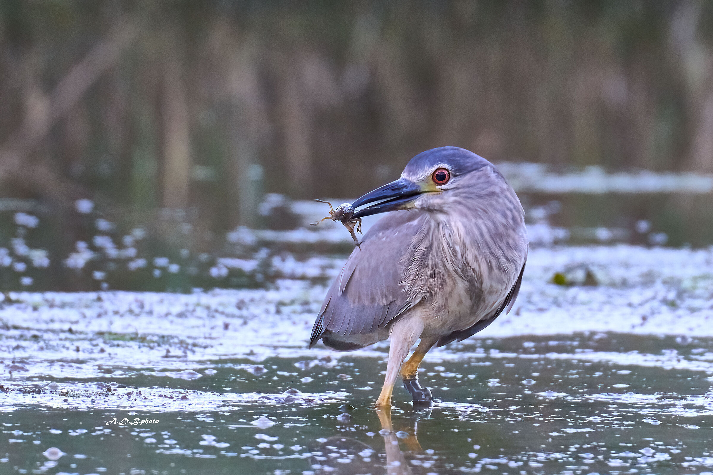 Nitticora con gambero
