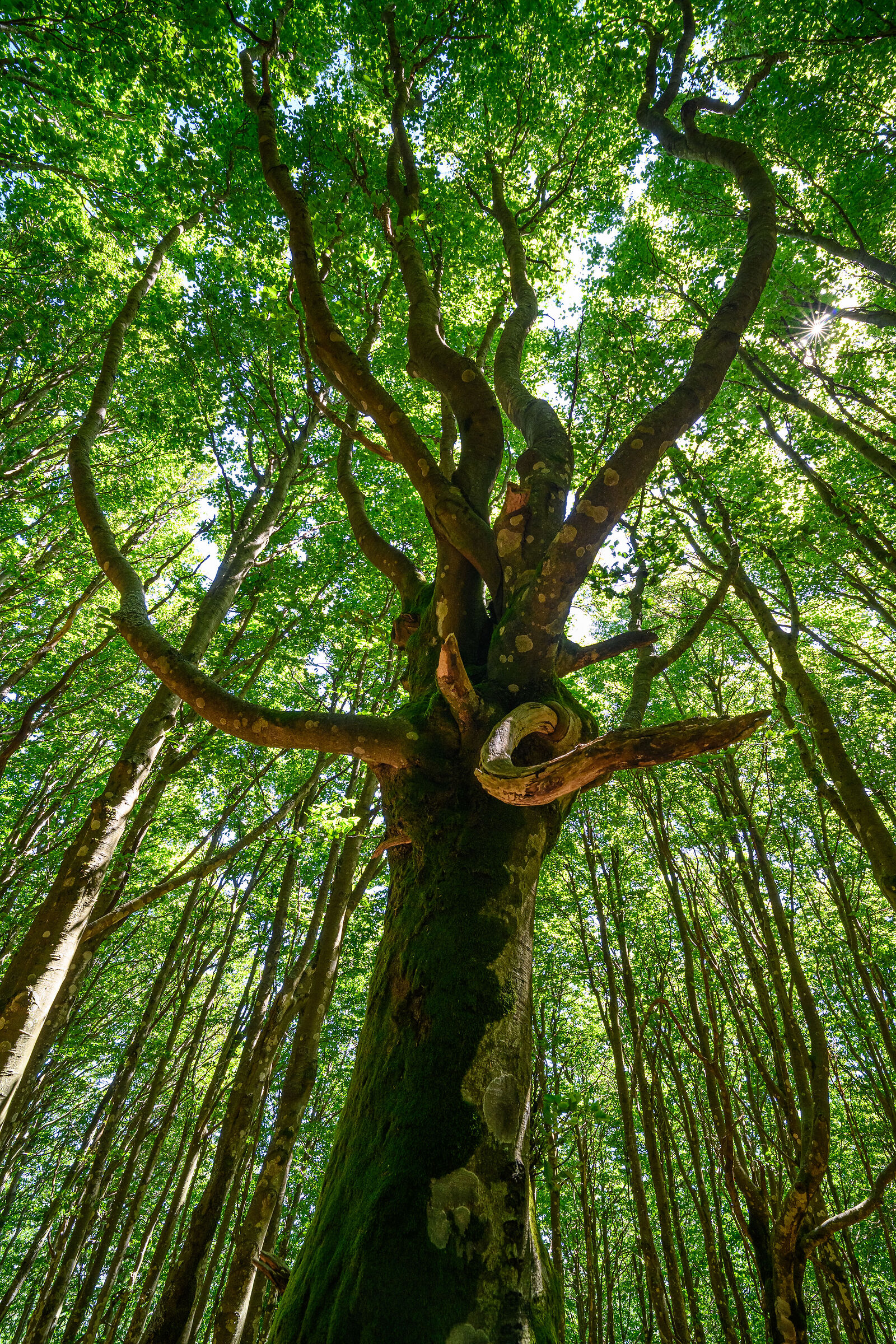 Proteso verso il sole