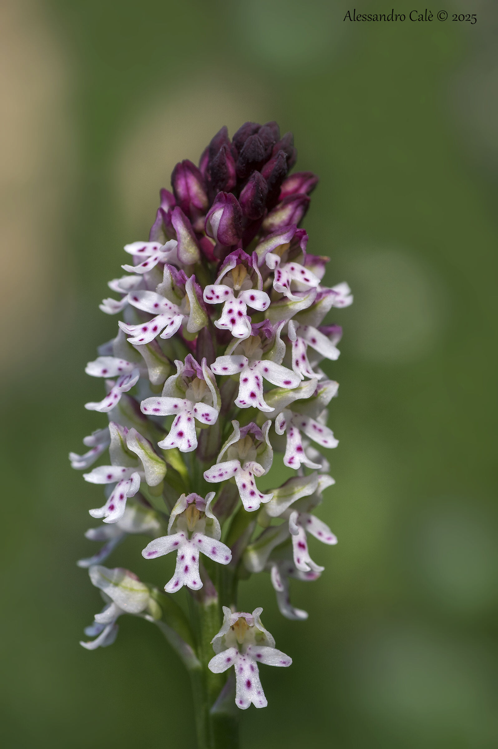 Neotinea ustulata 4144