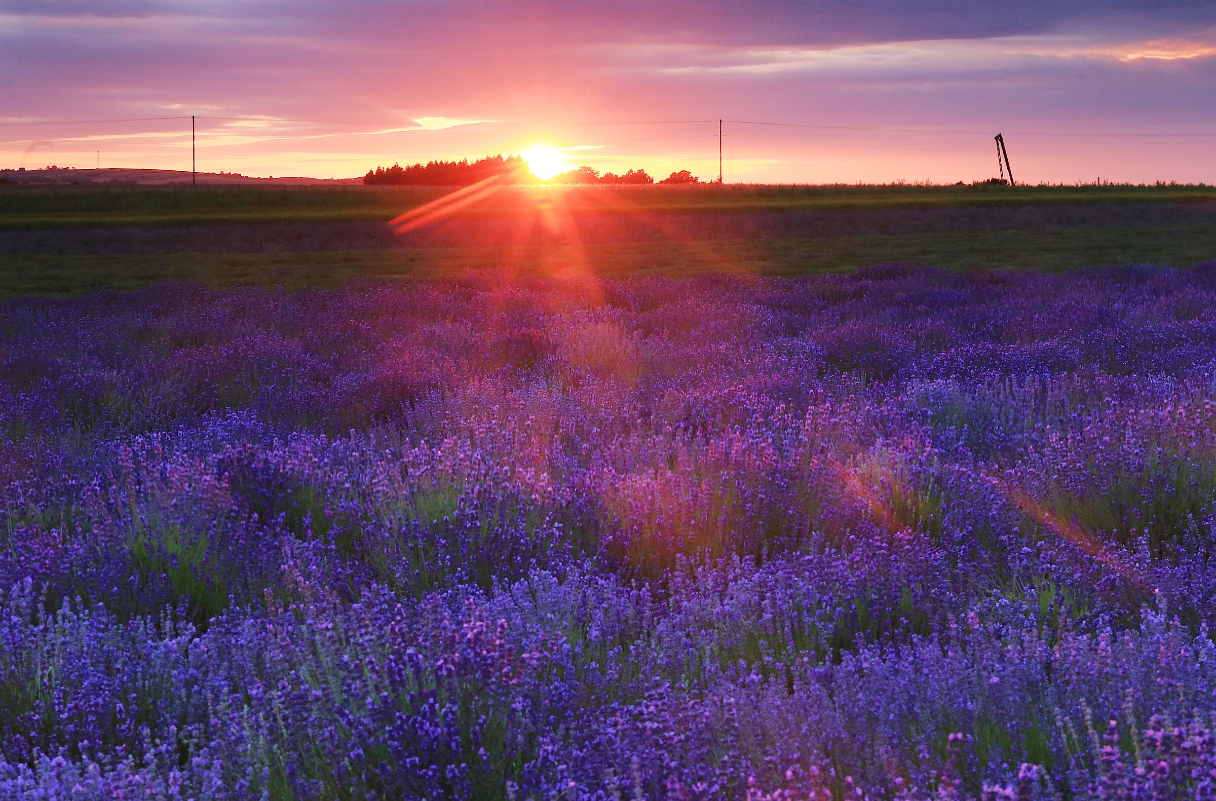 Lavender at sunset