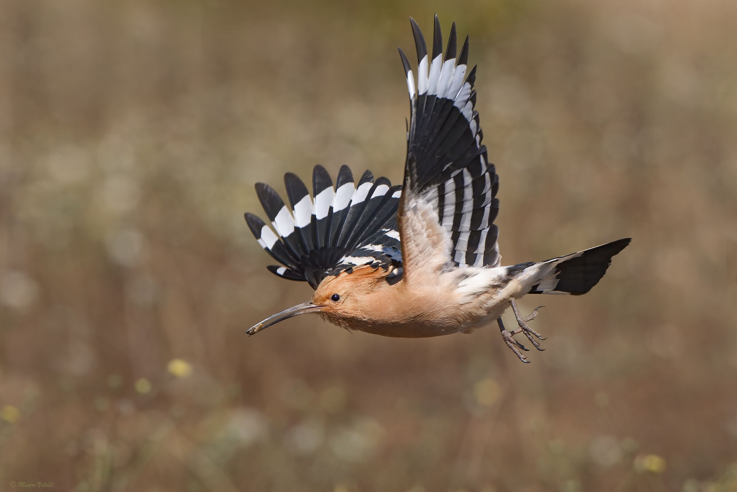 Hoopoe (Upupa epops)